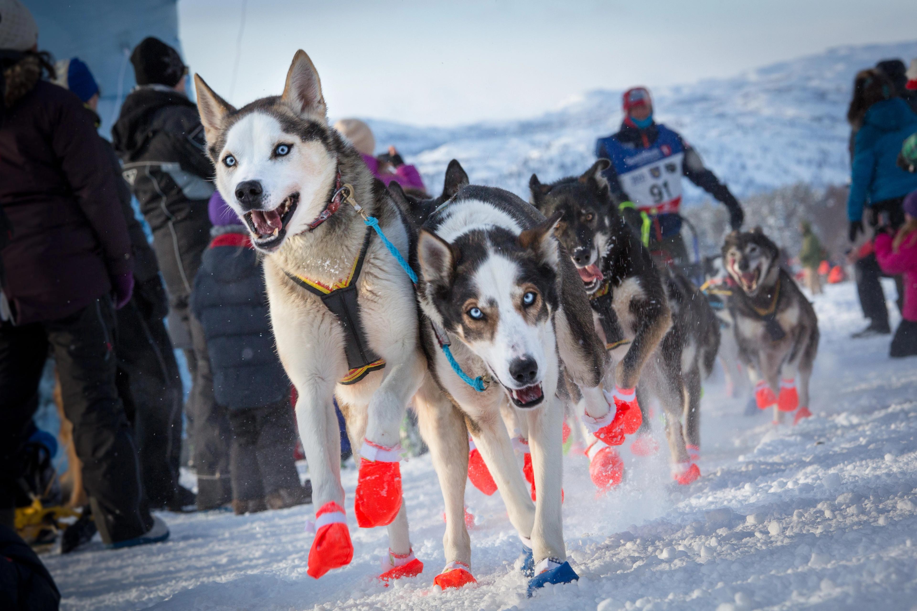 Dogs in action during The Finnmark Race, a long sled dog race in Northern Norway