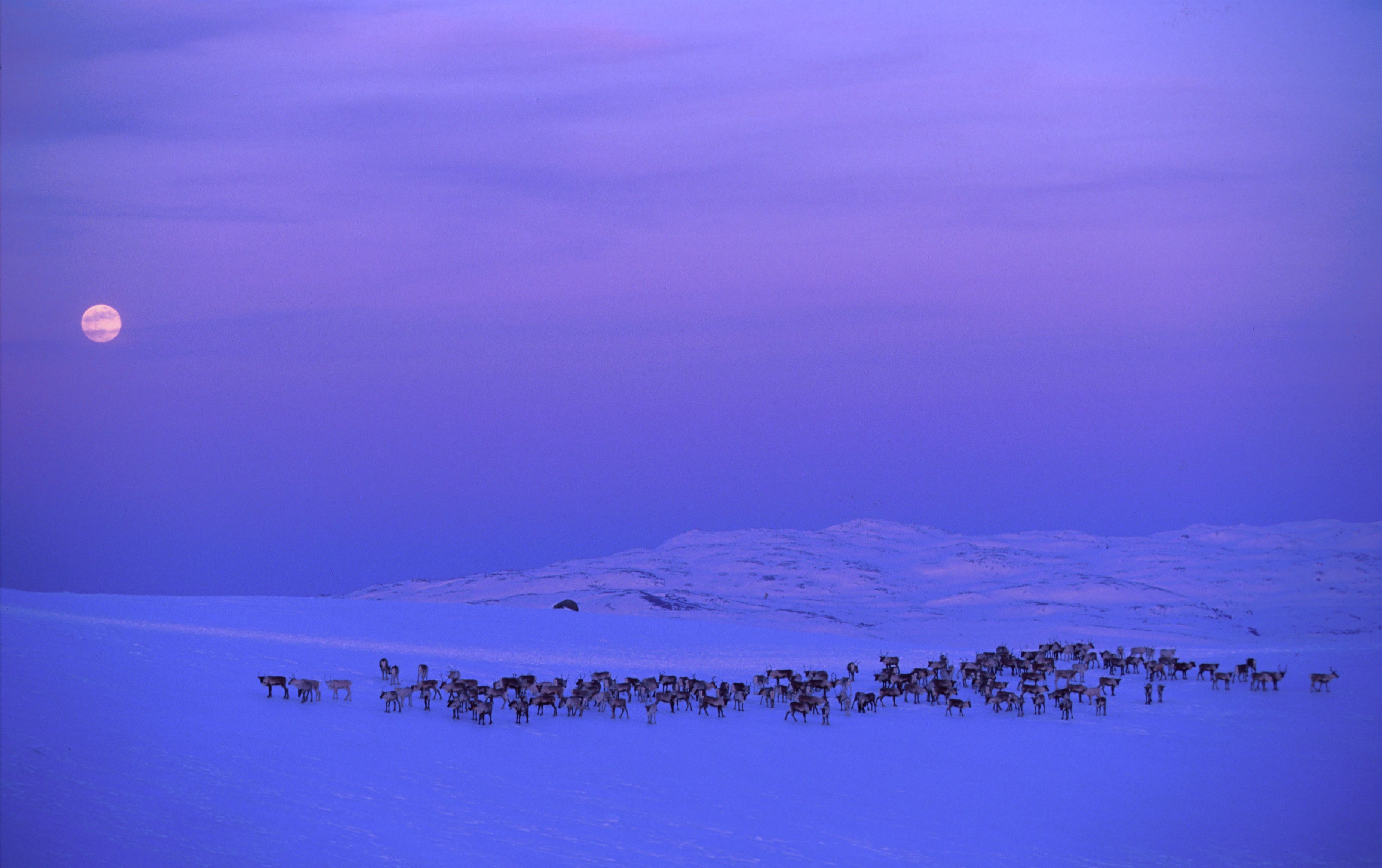 Reindeers at Norefjell in winter.