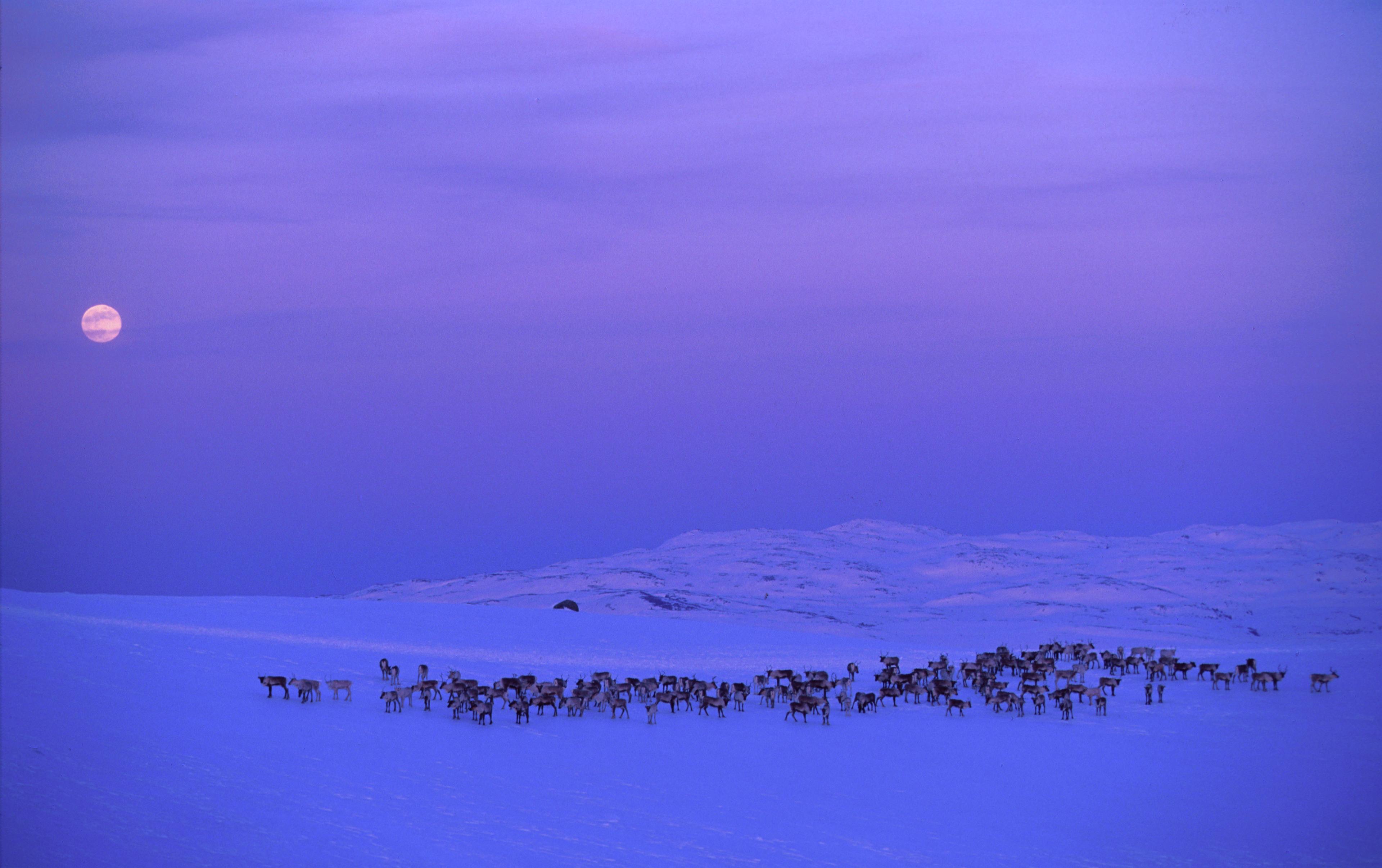 Reindeers at Norefjell in winter.