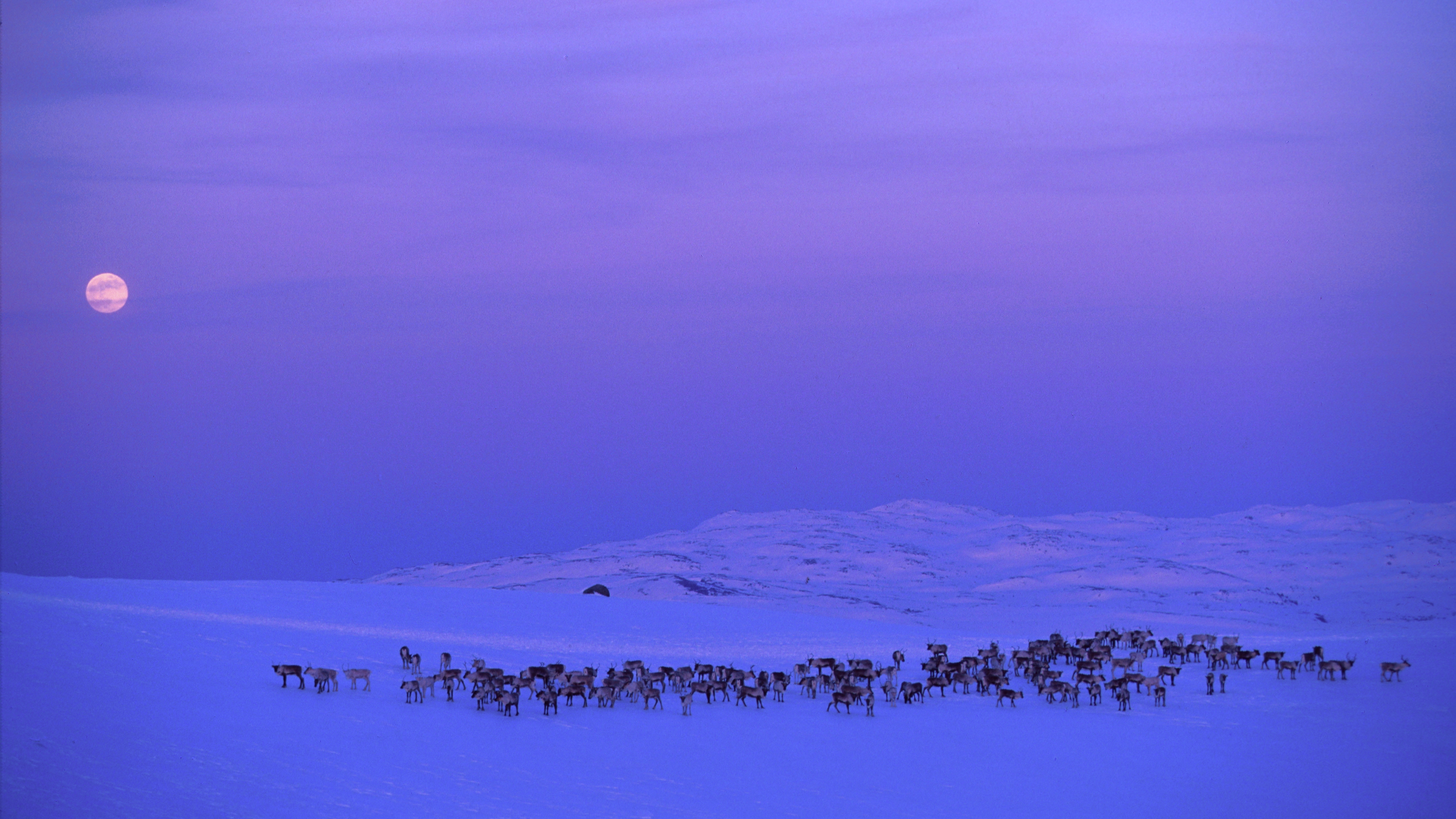 Reindeers at Norefjell in winter.