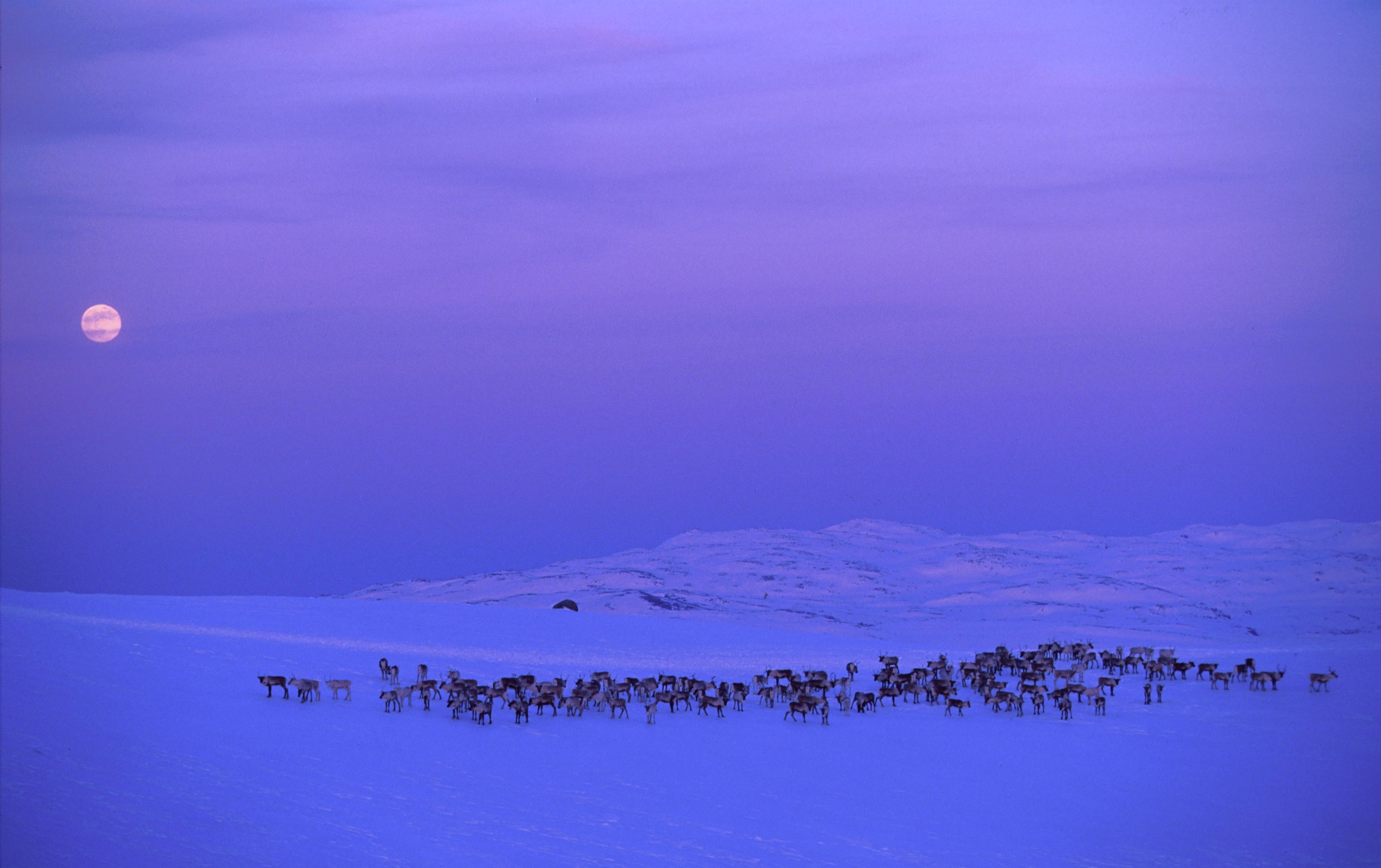 Reindeers at Norefjell in winter.