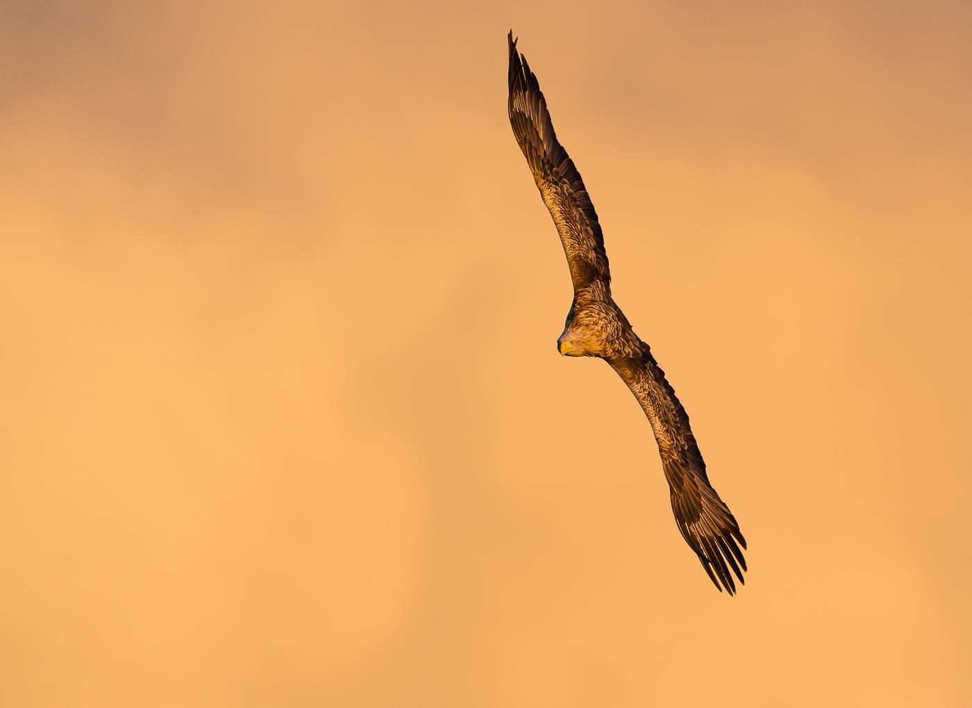 An eagle in flight with orange background in Smøla in the Northwest, Fjord Norway.
