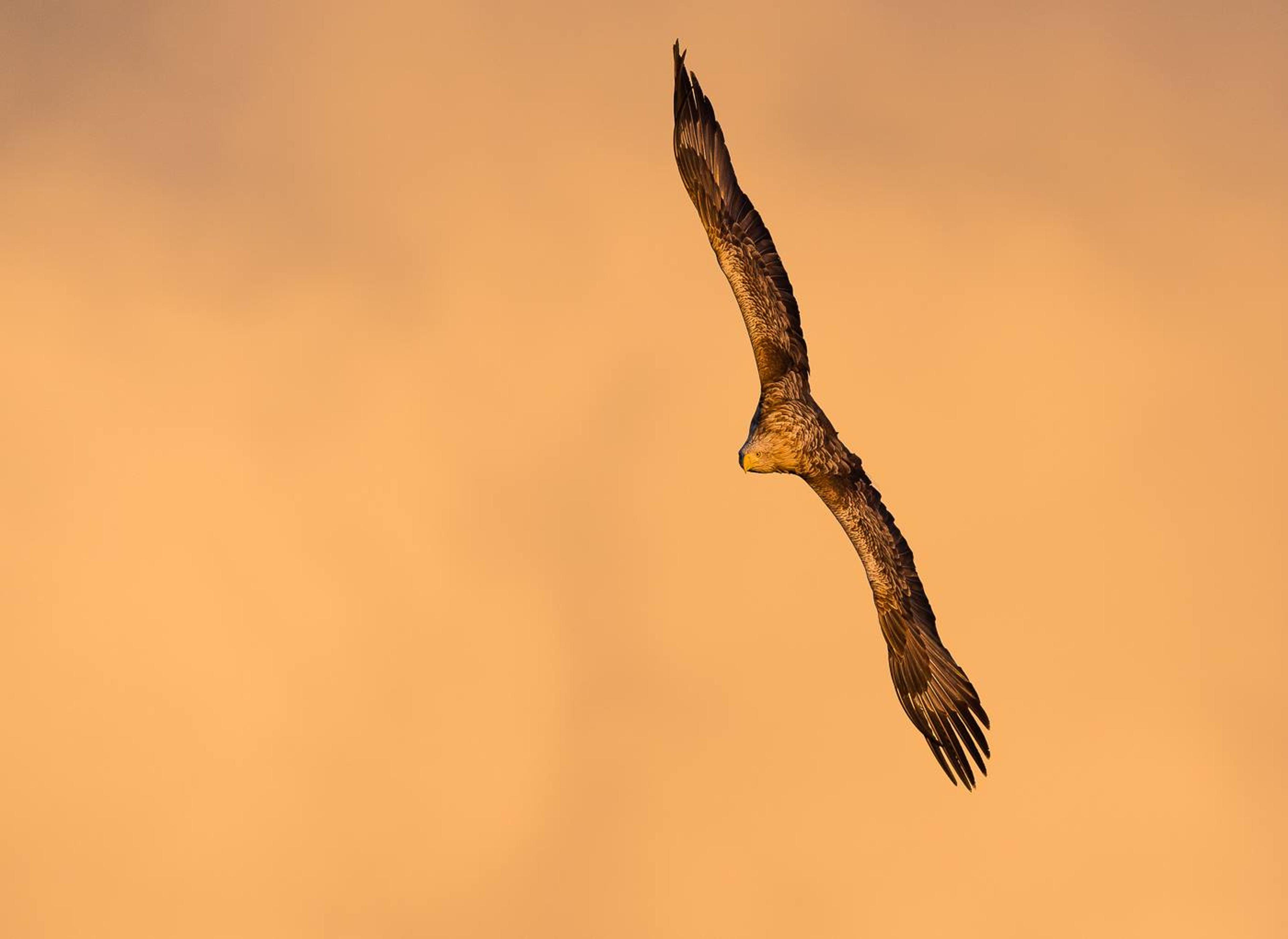 An eagle in flight with orange background in Smøla in the Northwest, Fjord Norway.