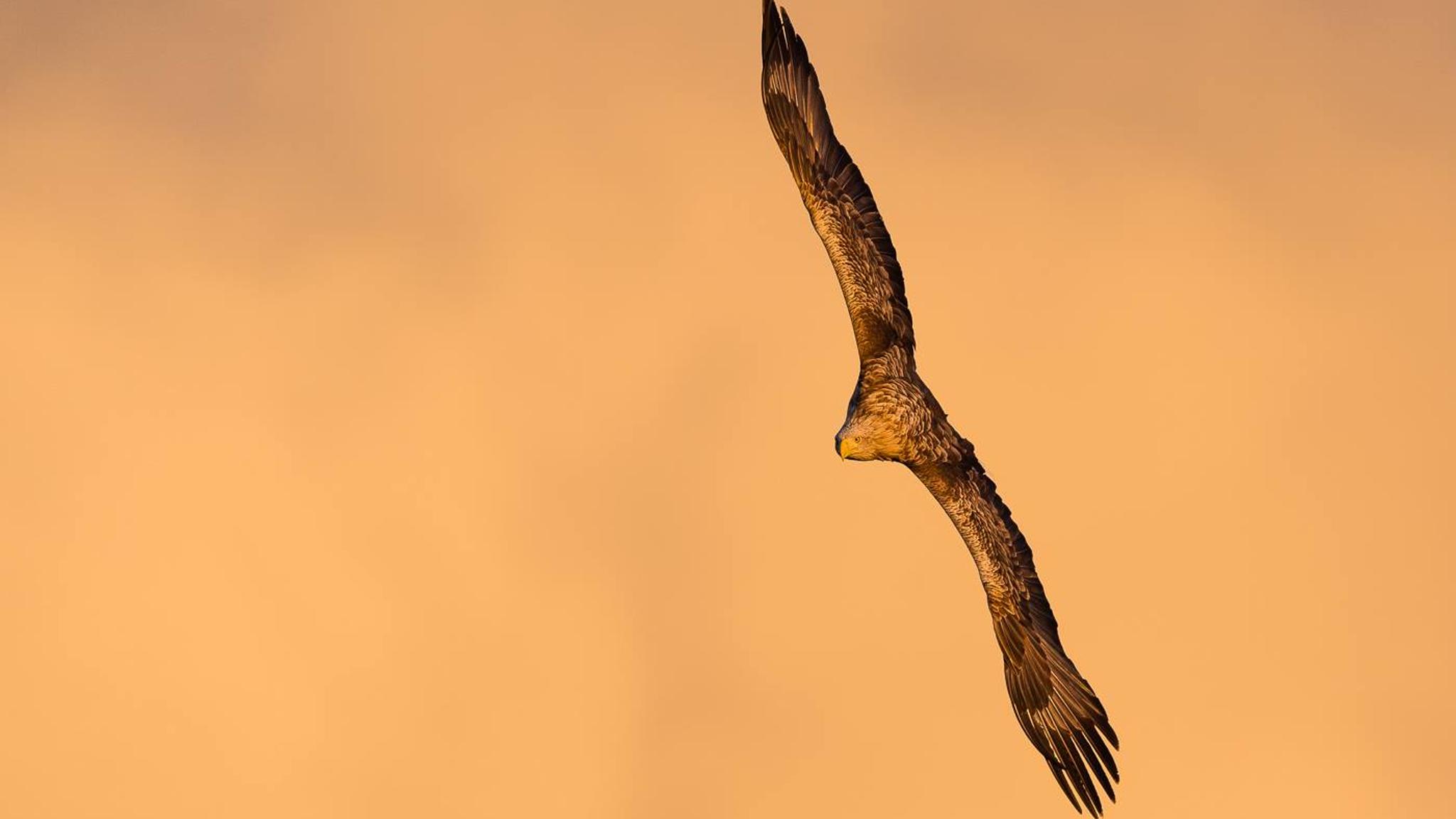 An eagle in flight with orange background in Smøla in the Northwest, Fjord Norway.