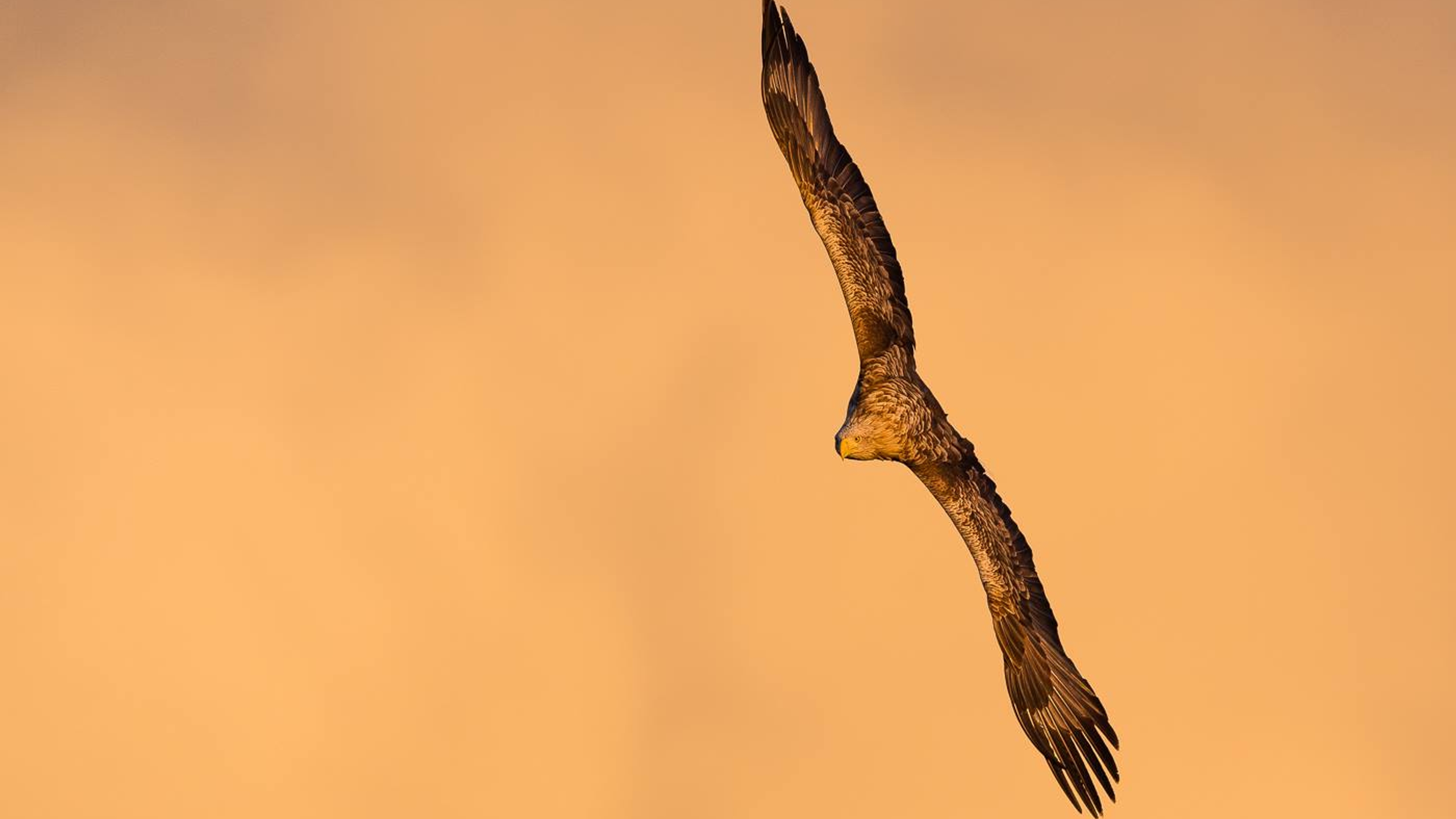 An eagle in flight with orange background in Smøla in the Northwest, Fjord Norway.