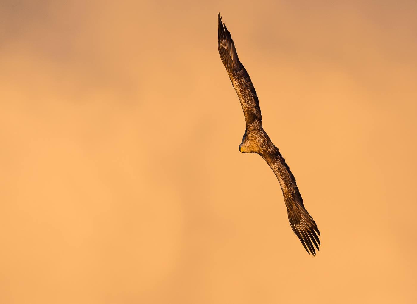 An eagle in flight with orange background in Smøla in the Northwest, Fjord Norway.