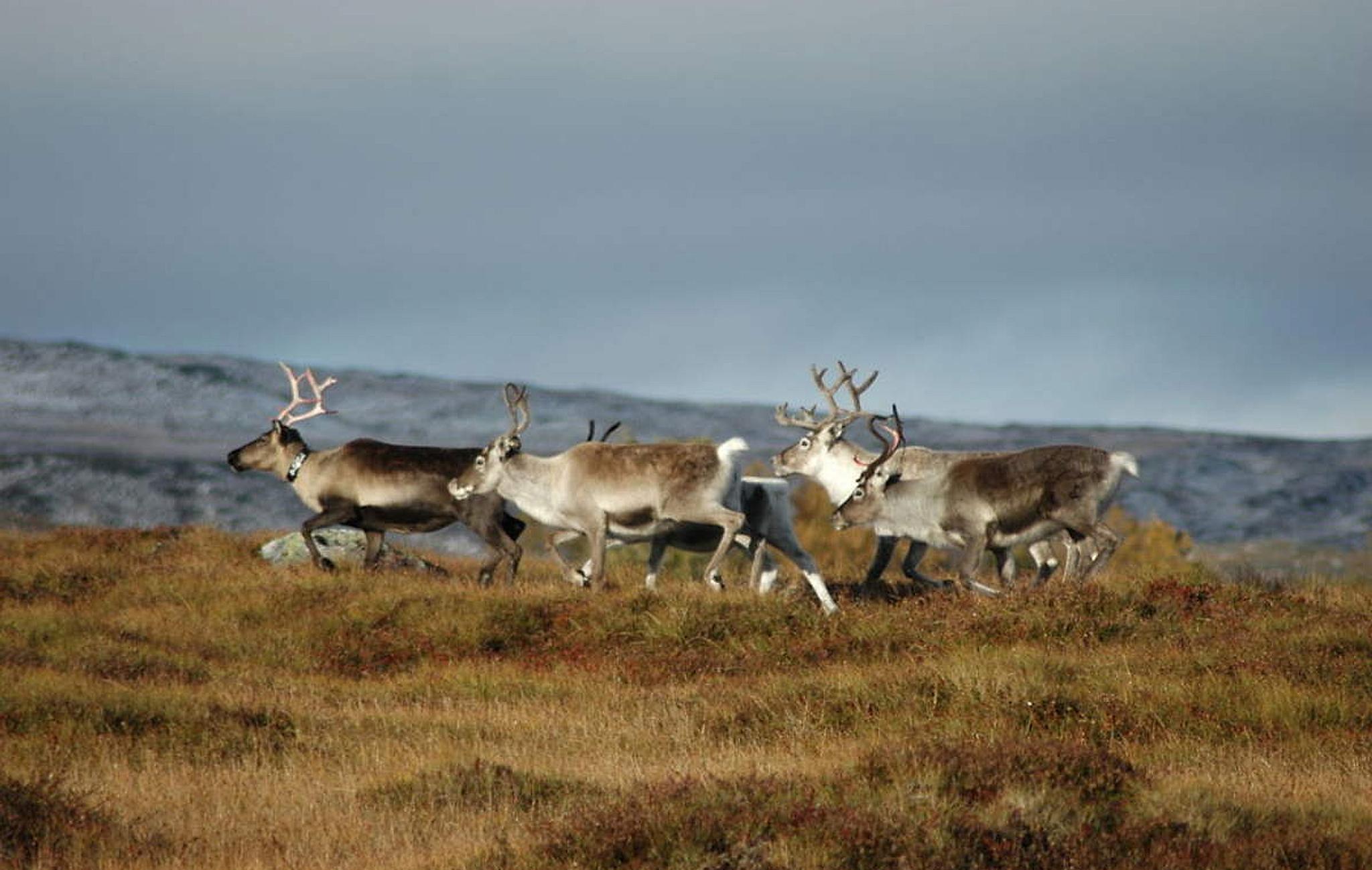 Reindeer along the official "hiking across Norway"-route