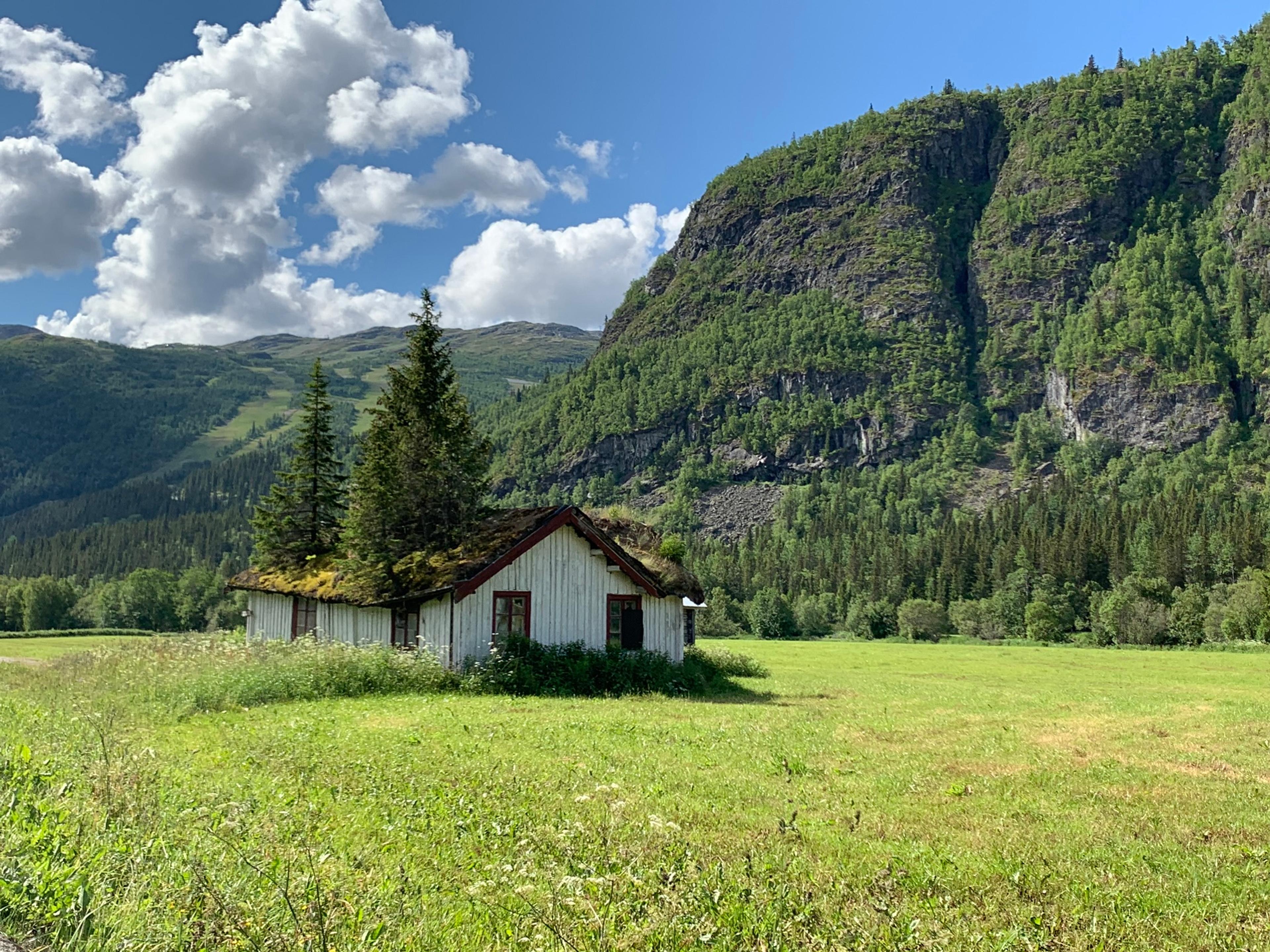 A house with trees growing through the roof in Hemsedal, Eastern Norway