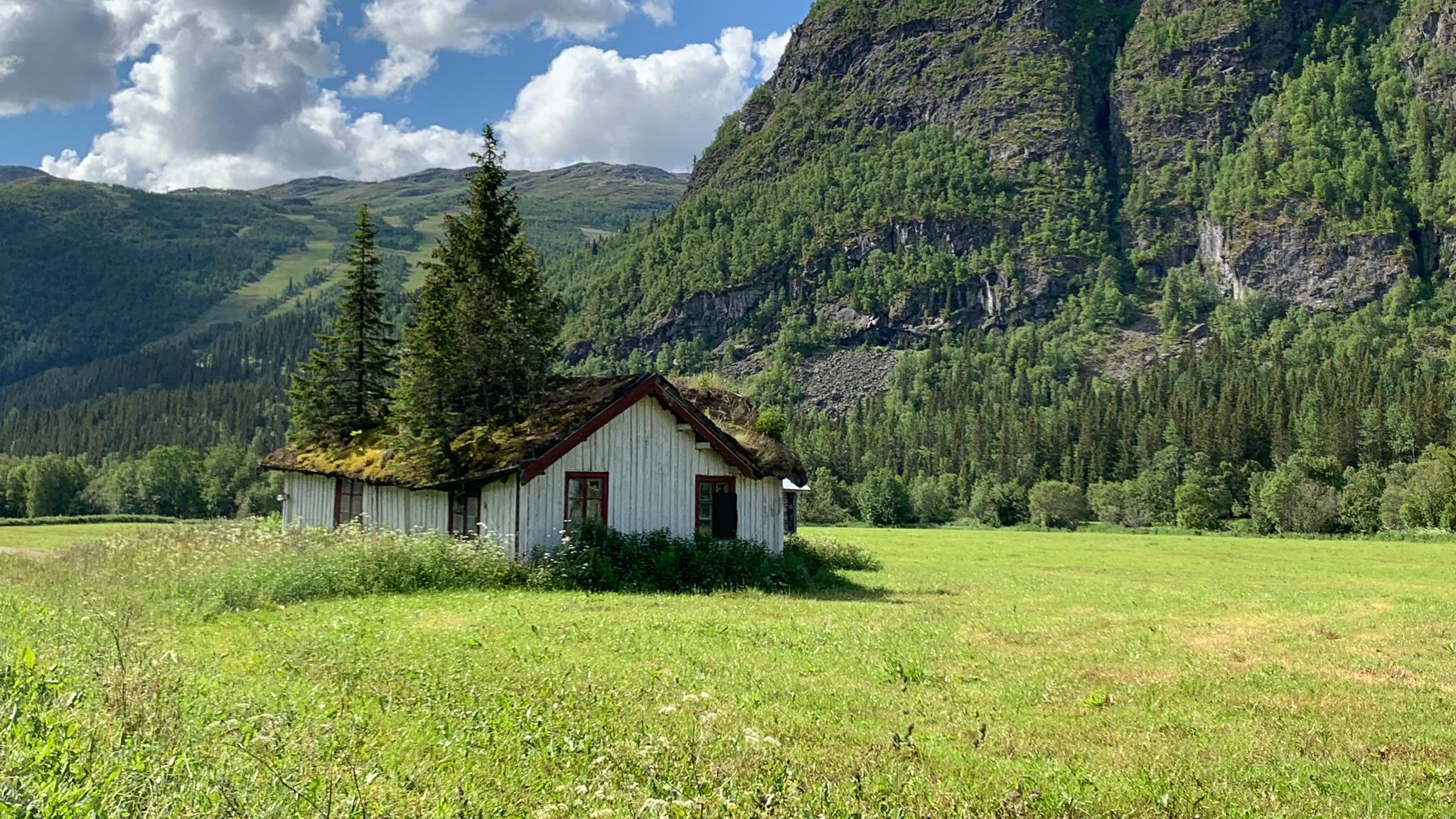 Et hus der det vokser trær gjennom taket i Hemsedal på Østlandet