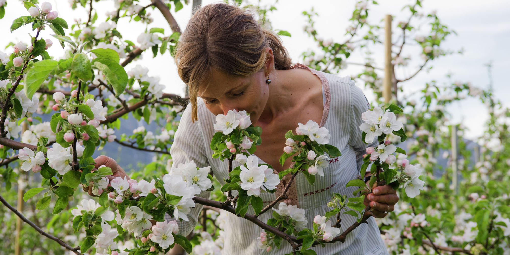 A woman smelling apple blossoms in Hardanger, Norway in the spring