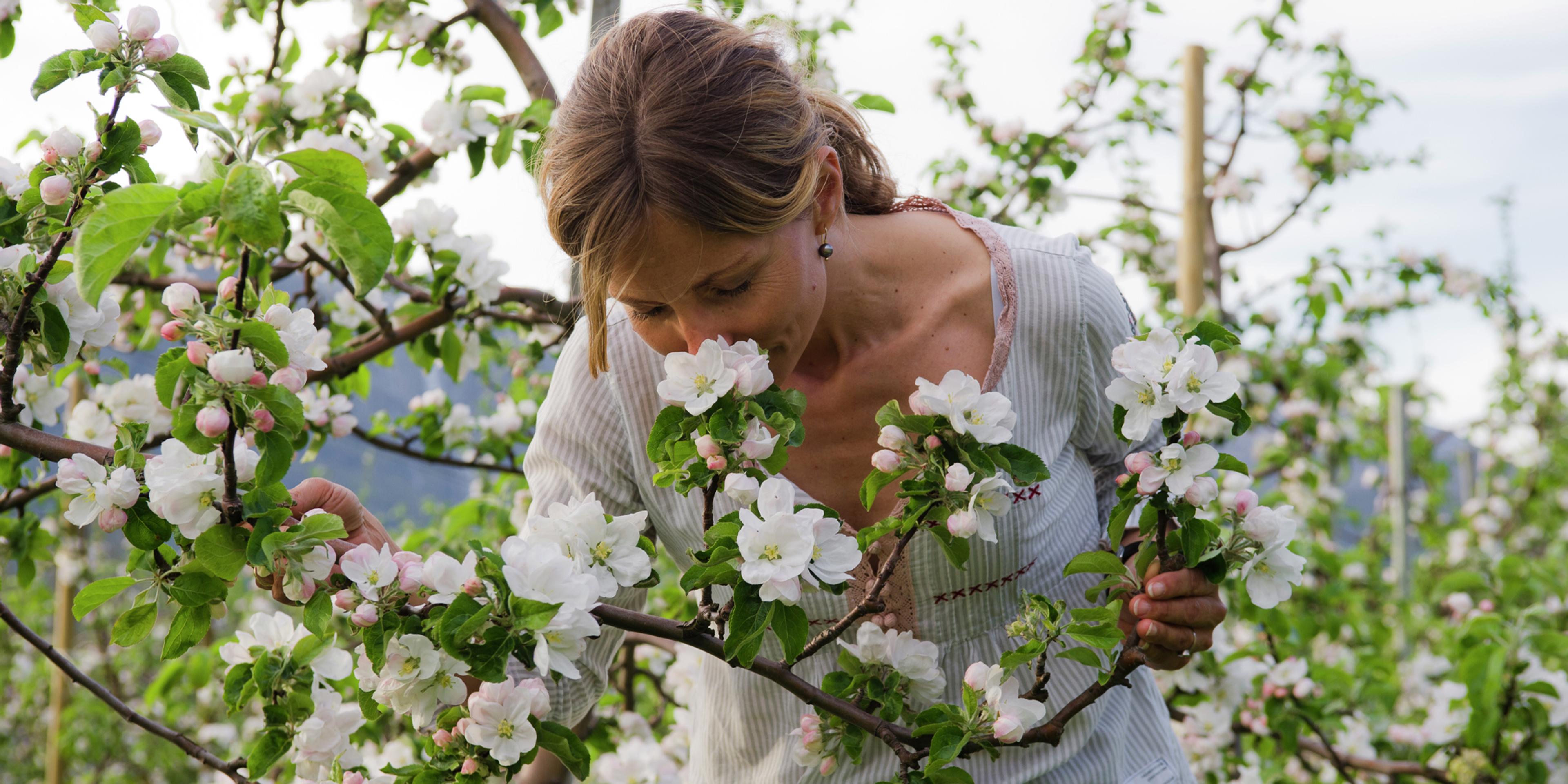 A woman smelling apple blossoms in Hardanger, Norway in the spring