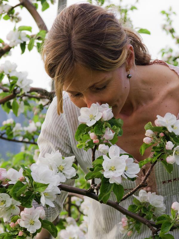 A woman smelling apple blossoms in Hardanger, Norway in the spring