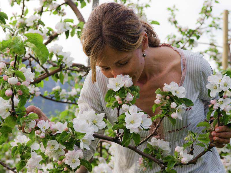 A woman smelling apple blossoms in Hardanger, Norway in the spring
