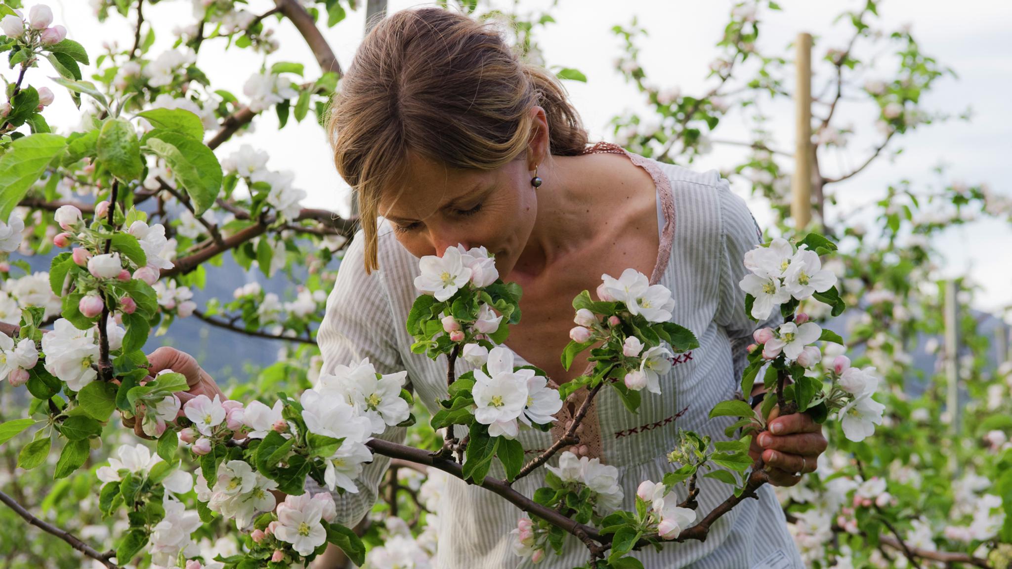 A woman smelling the apple flowers in Hardanger in spring