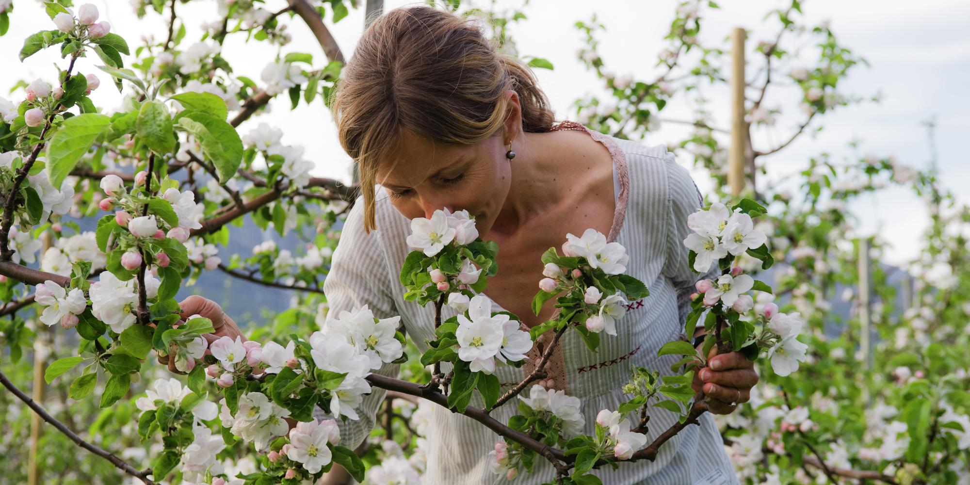 A woman smelling the apple flowers in Hardanger in spring