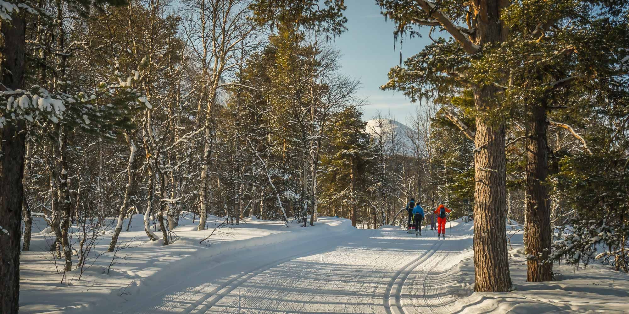 People cross-country skiing in the forest at Bjorli, Lesja, Eastern Norway