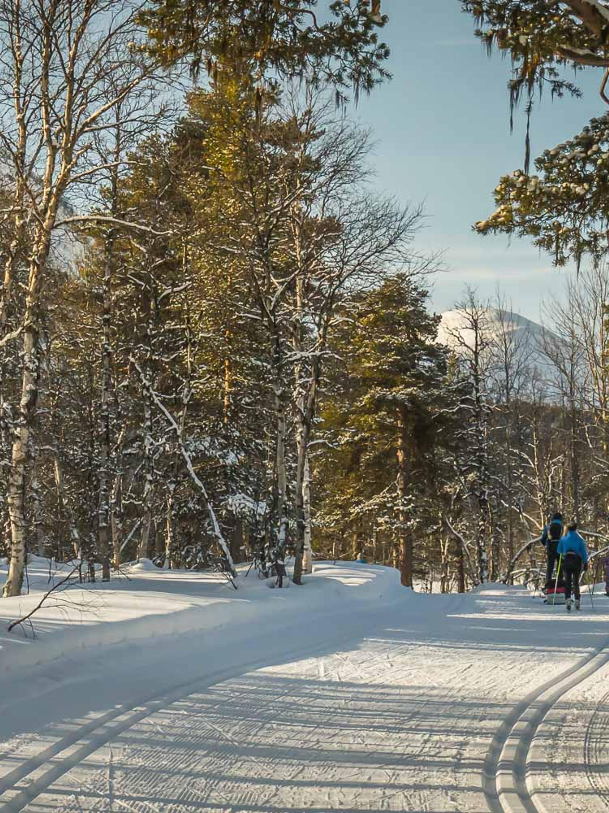 People cross-country skiing in the forest at Bjorli, Lesja, Eastern Norway