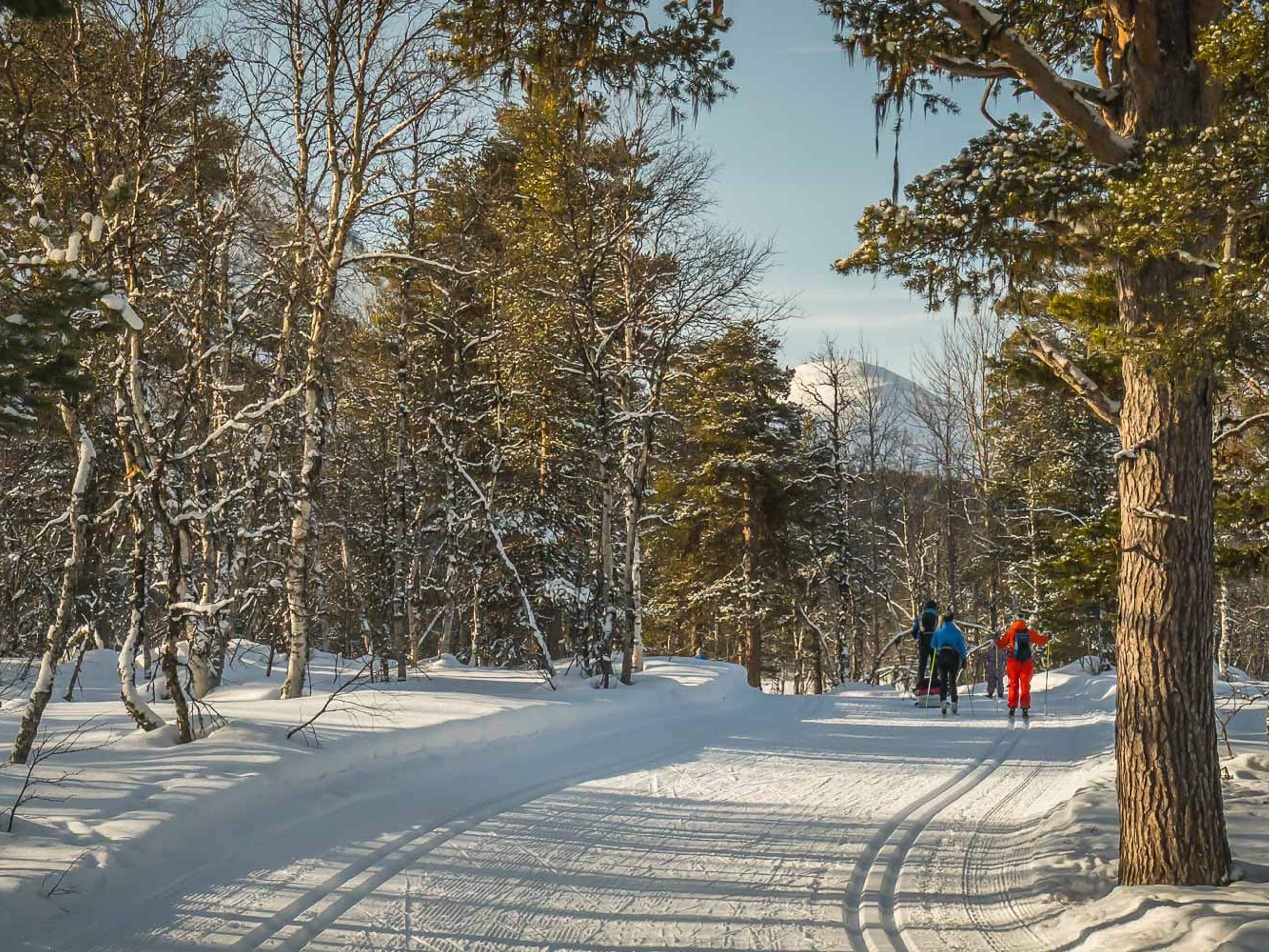 People cross-country skiing in the forest at Bjorli, Lesja, Eastern Norway
