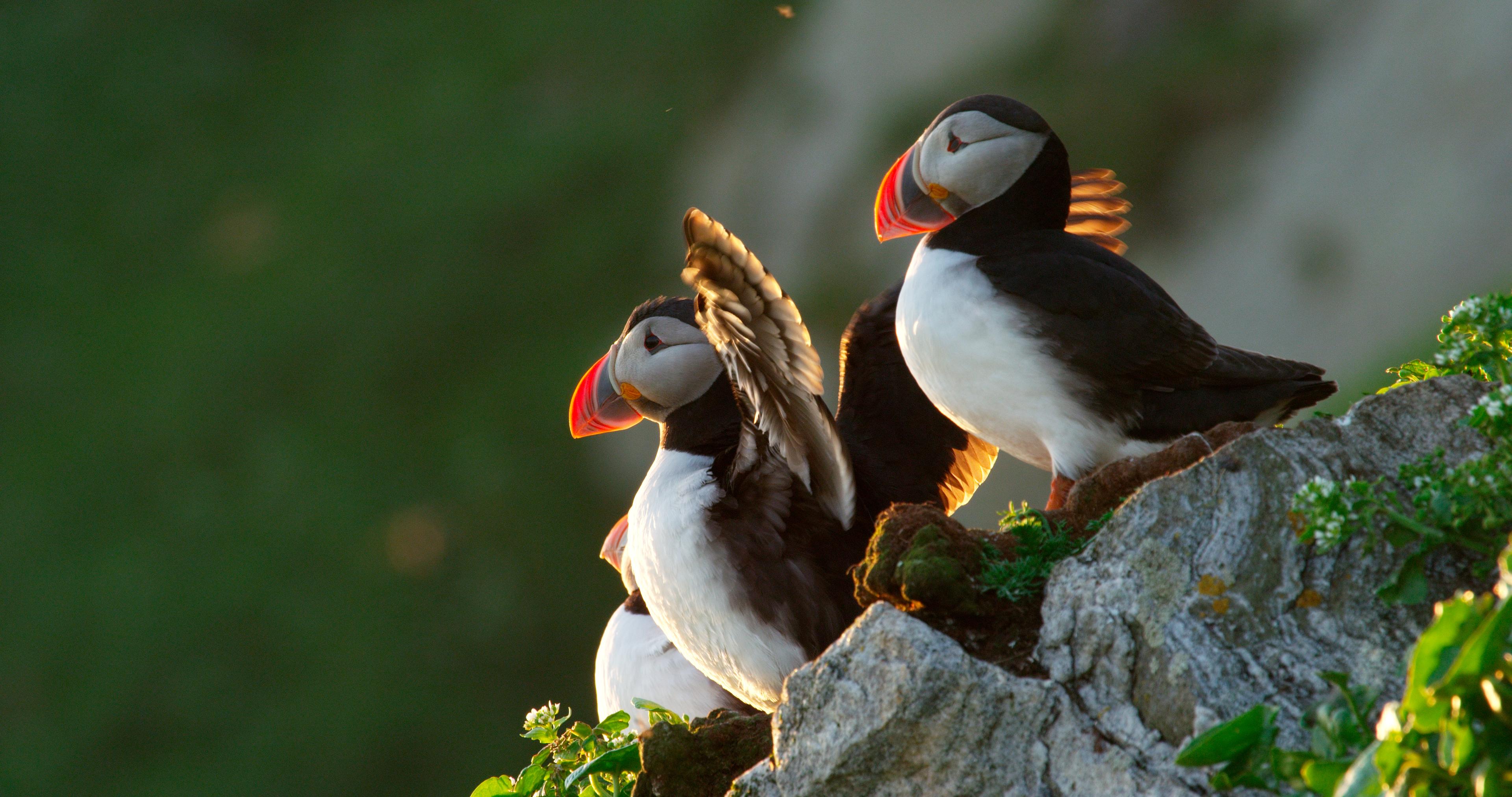 Puffins at Gjesværstappan Nesting Cliffs Nordkapp