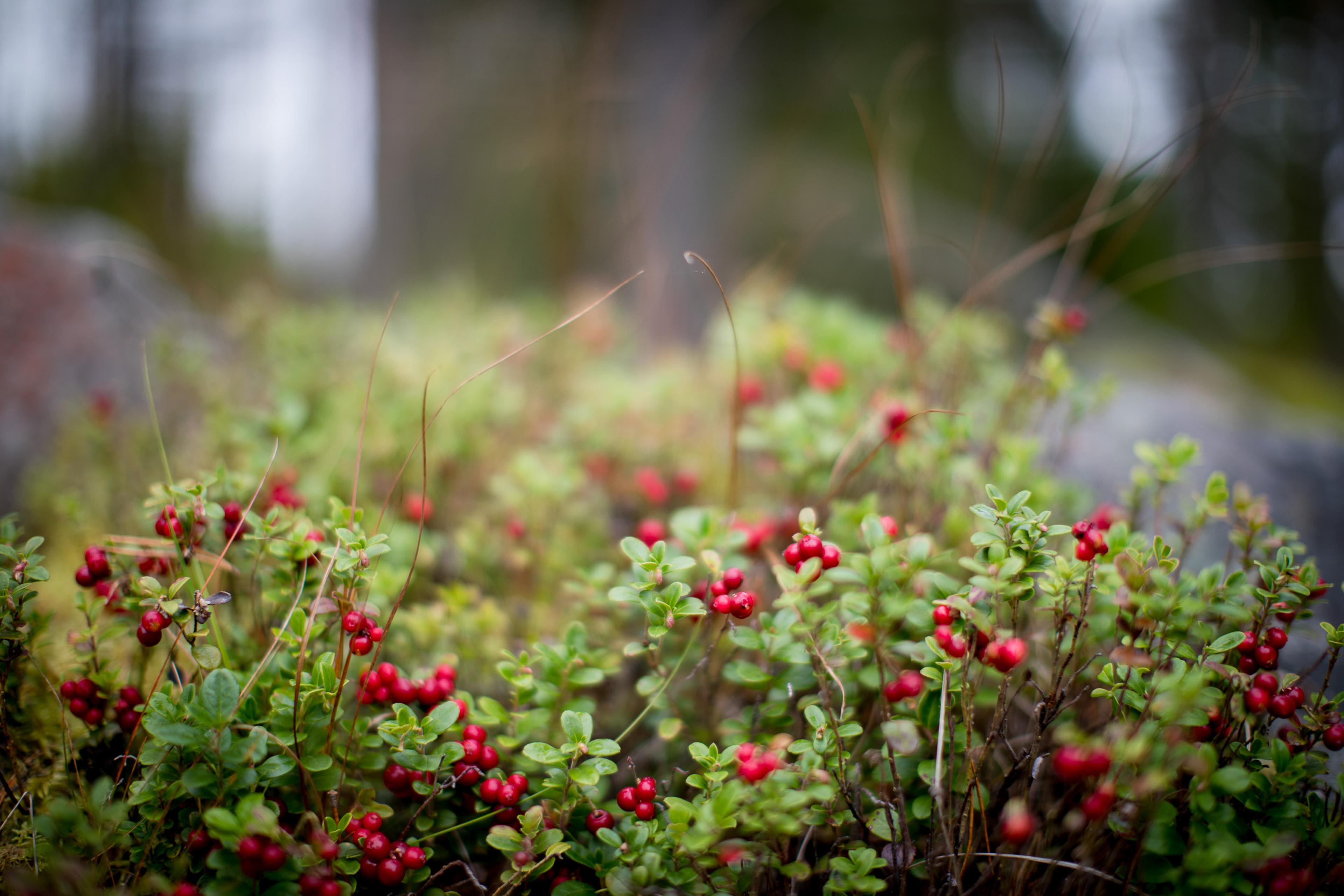 Lingonberries