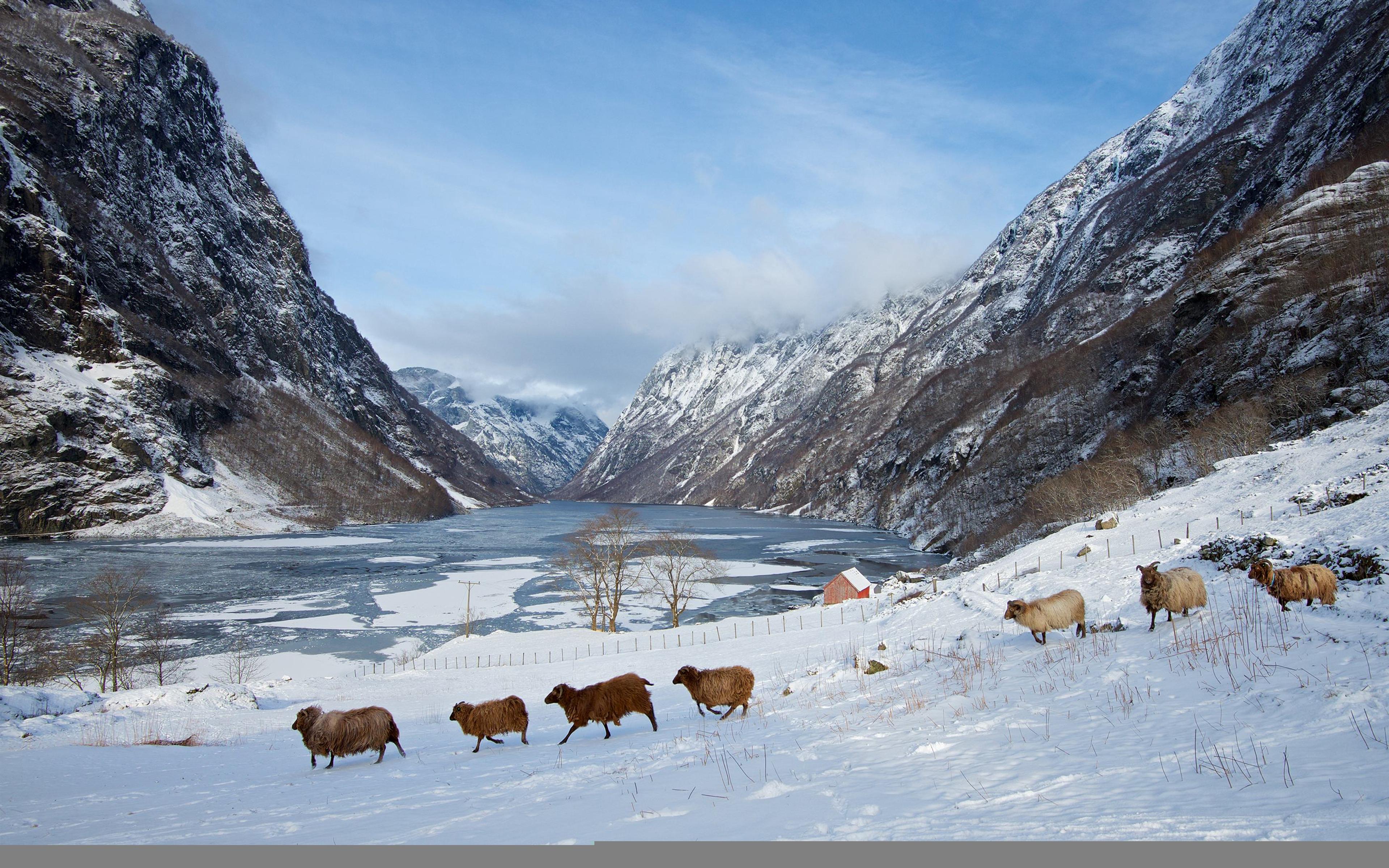 Sheep in winter time in Nærøyfjord