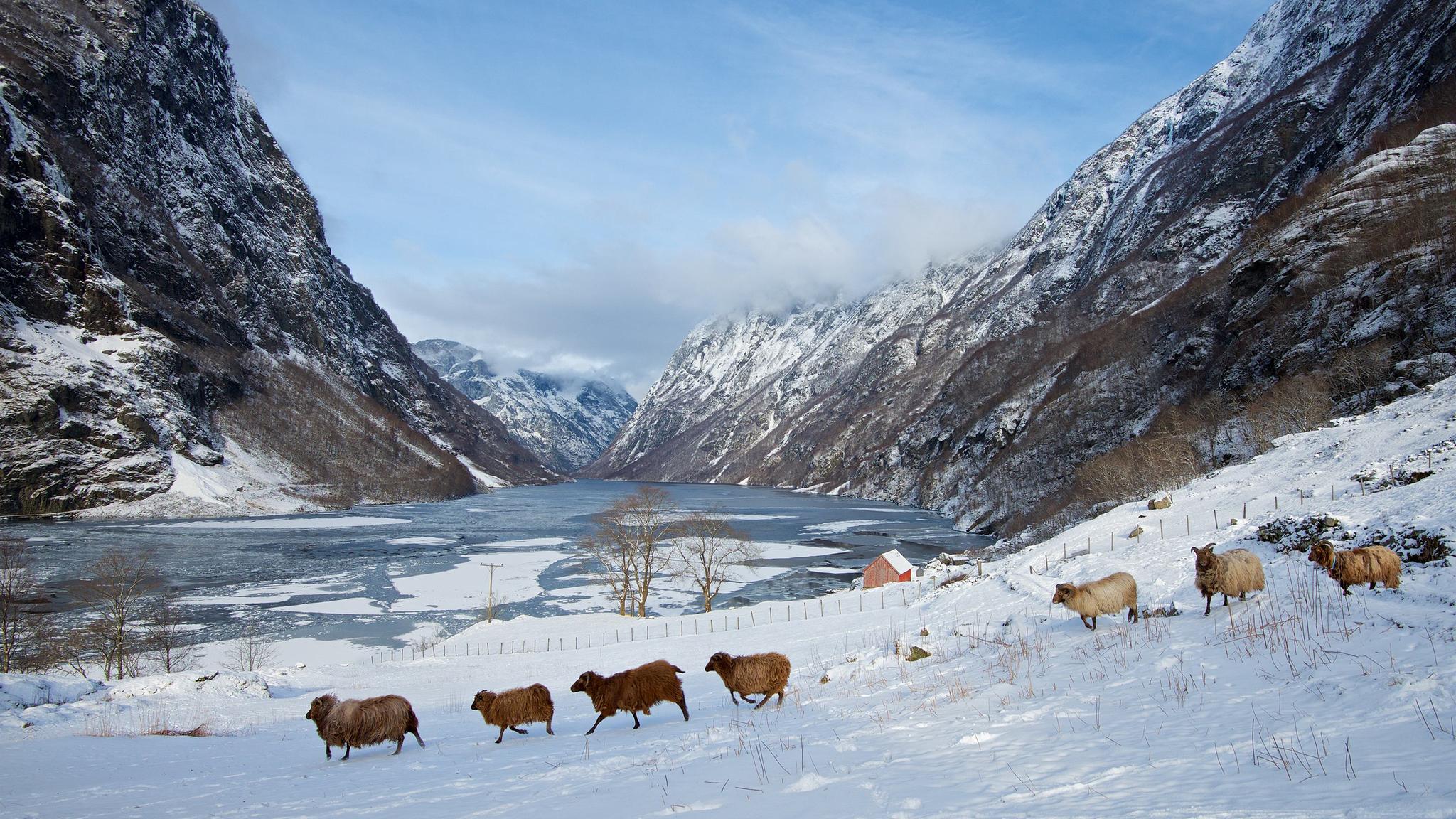 Sheep in winter time in Nærøyfjord