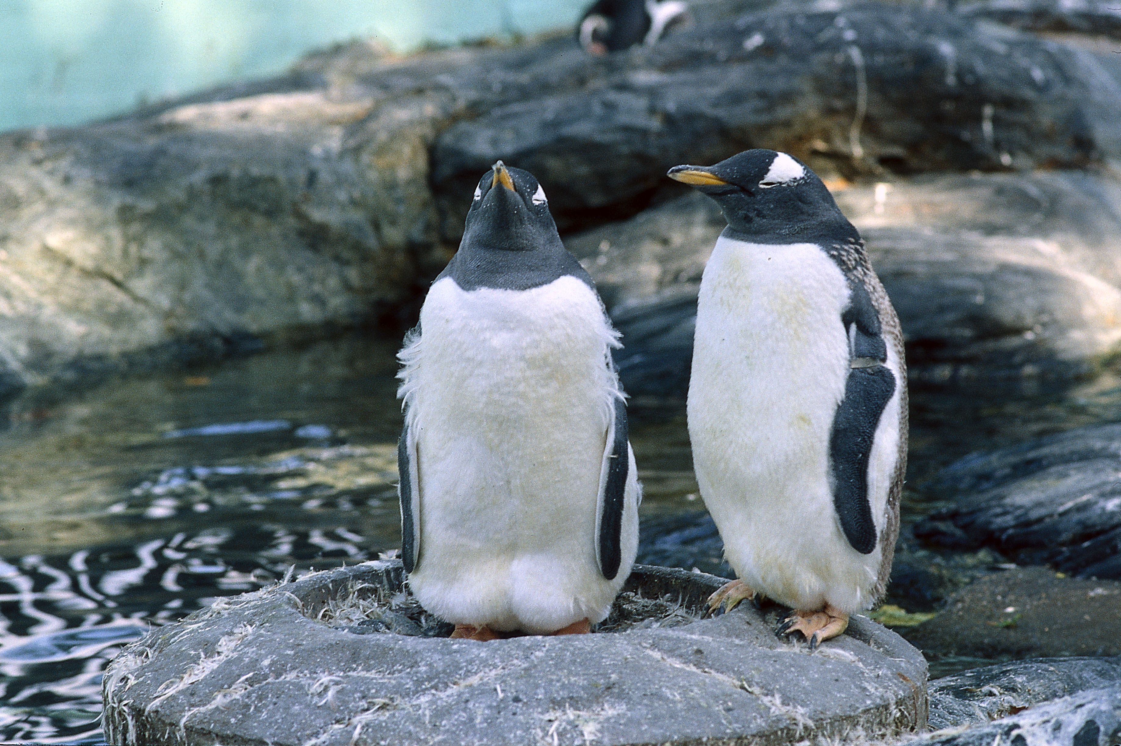 Penguins at the Bergen Aquarium