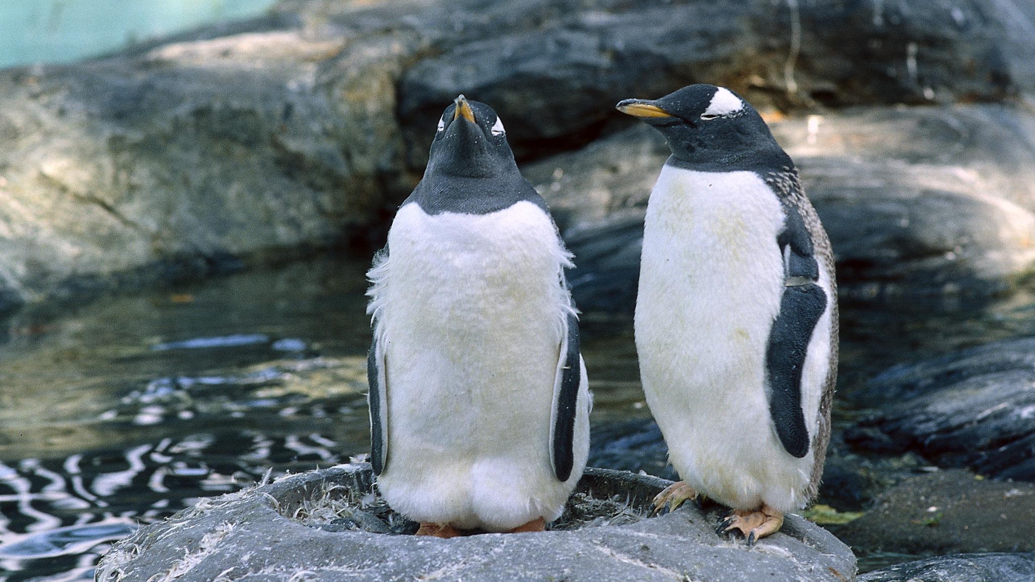 Penguins at the Bergen Aquarium