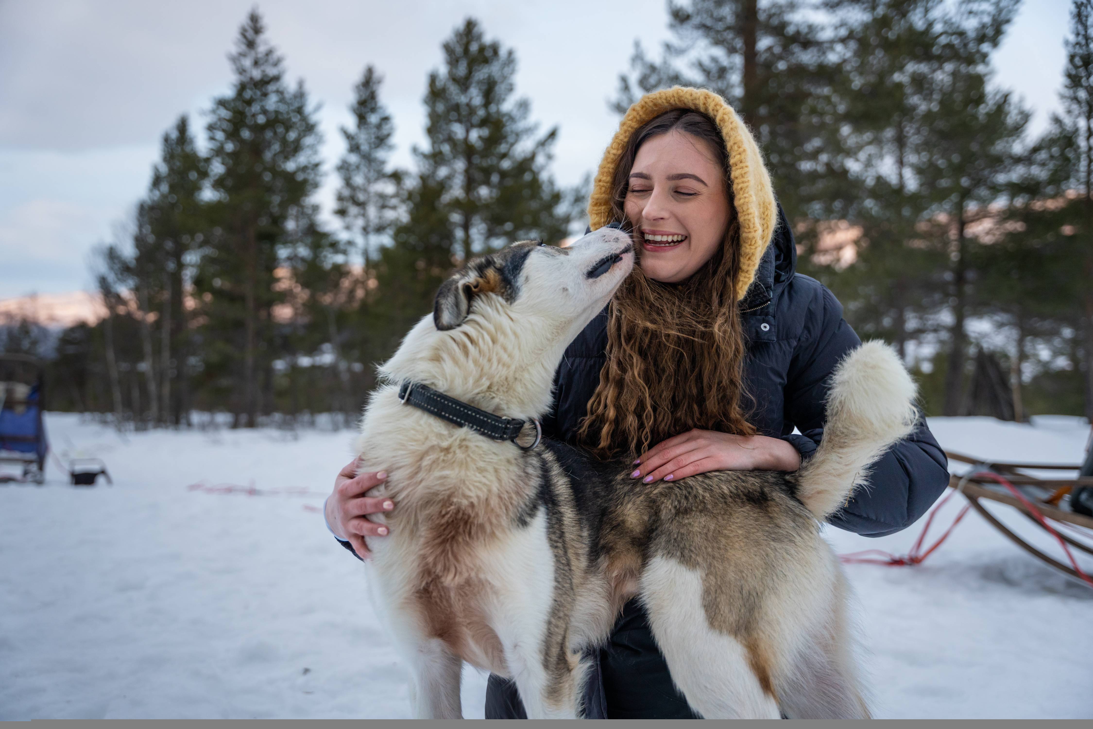 A woman cuddling with a sled dog at Geilo in the winter.