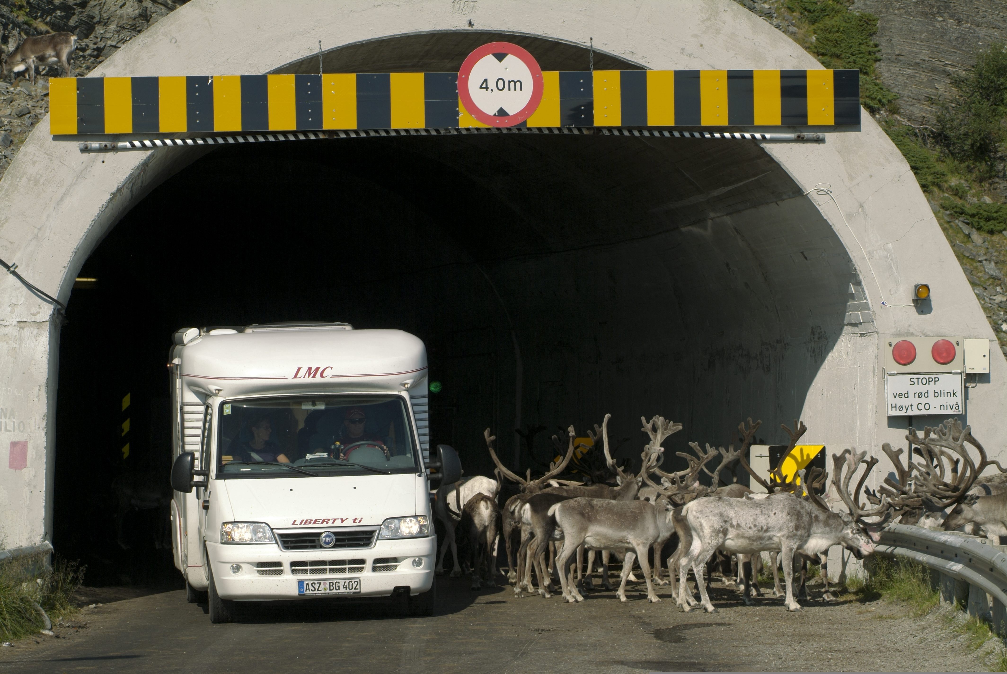 Reindeer on the road to North cape