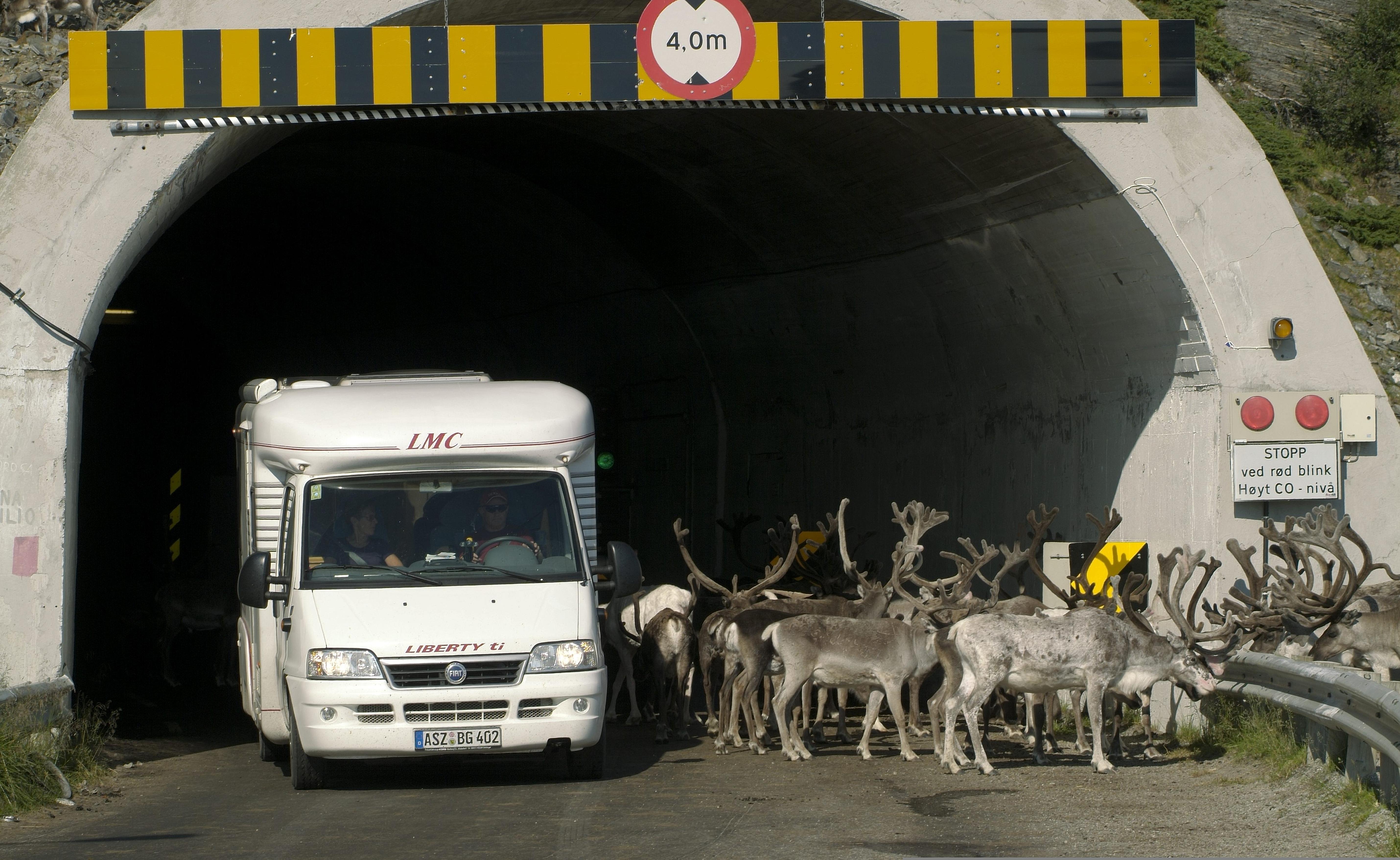 Reindeer on the road to North cape