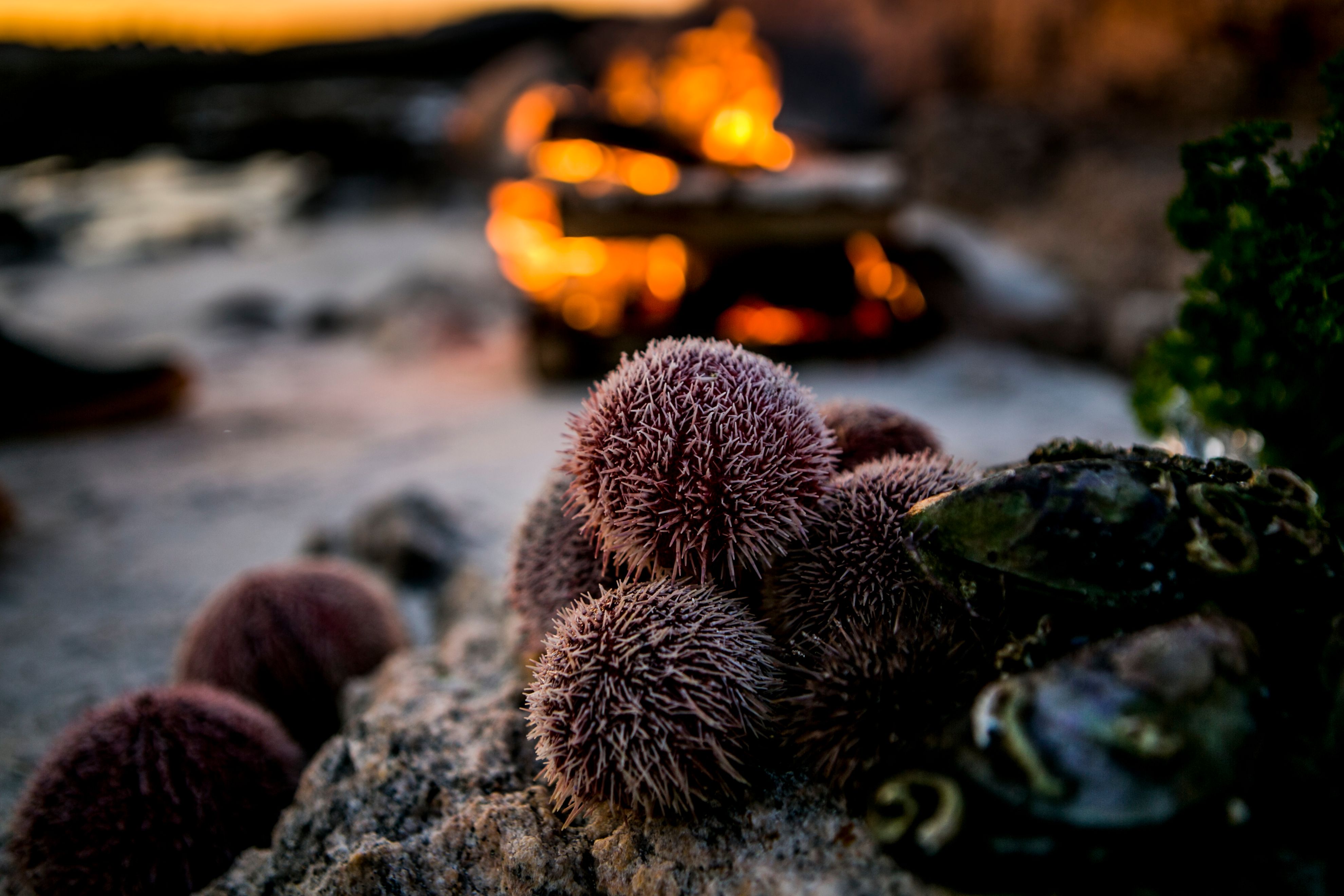 Sea urchins on a rock in Steigen in Northern Norway