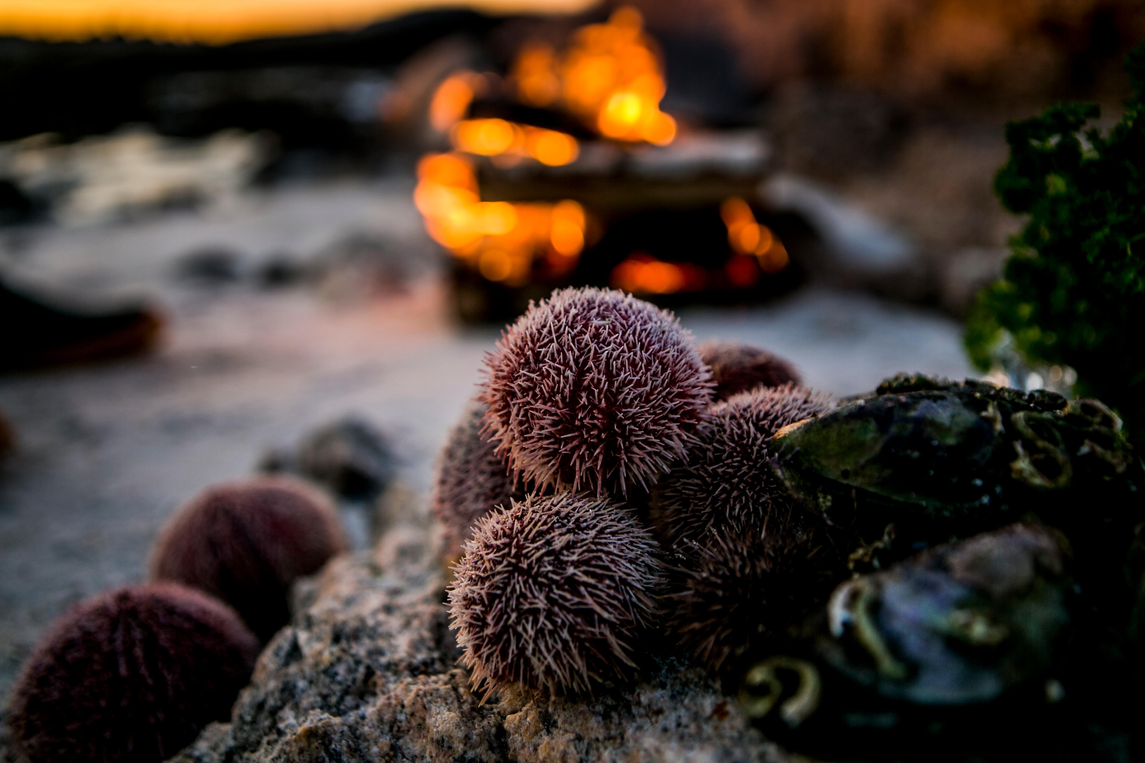 Sea urchins on a rock in Steigen in Northern Norway