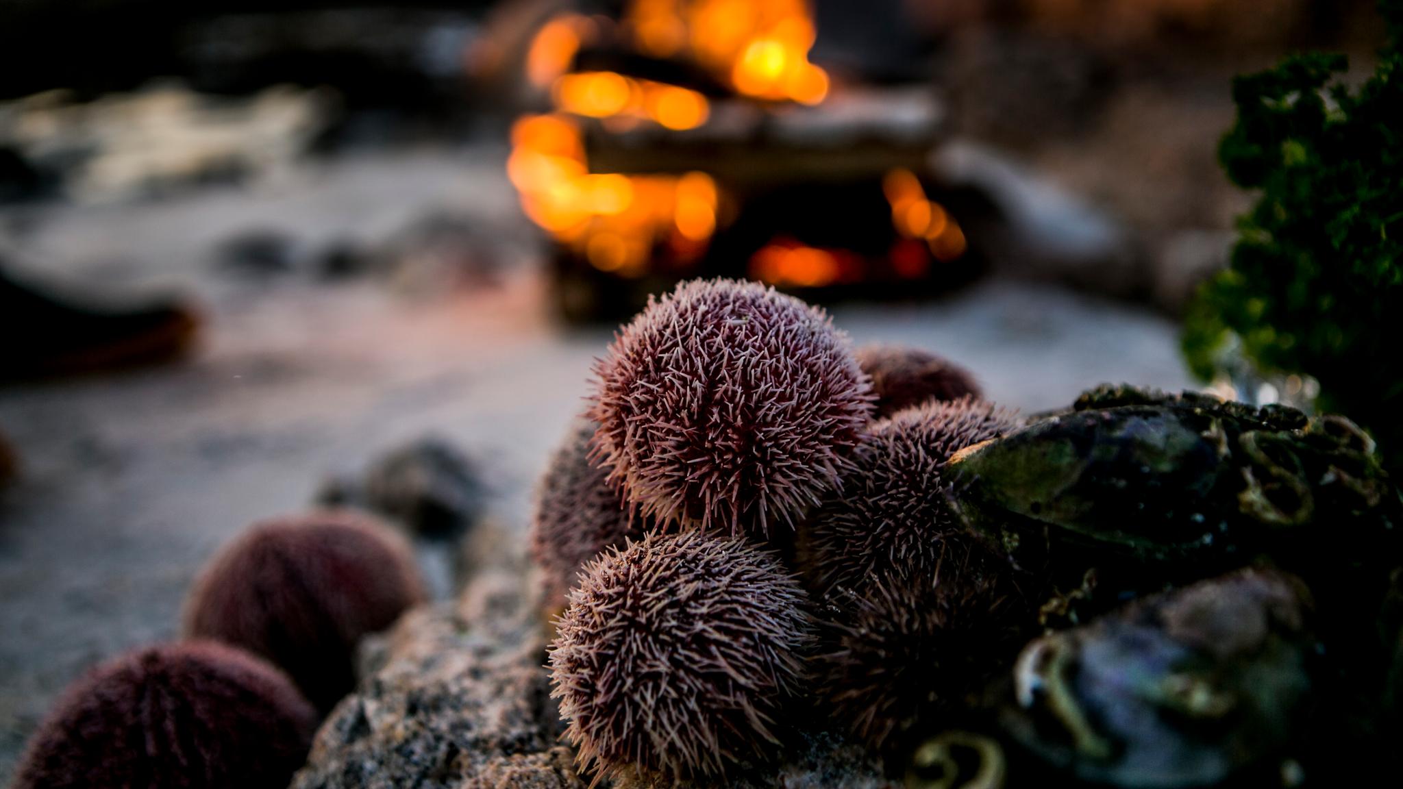 Sea urchins on a rock in Steigen in Northern Norway