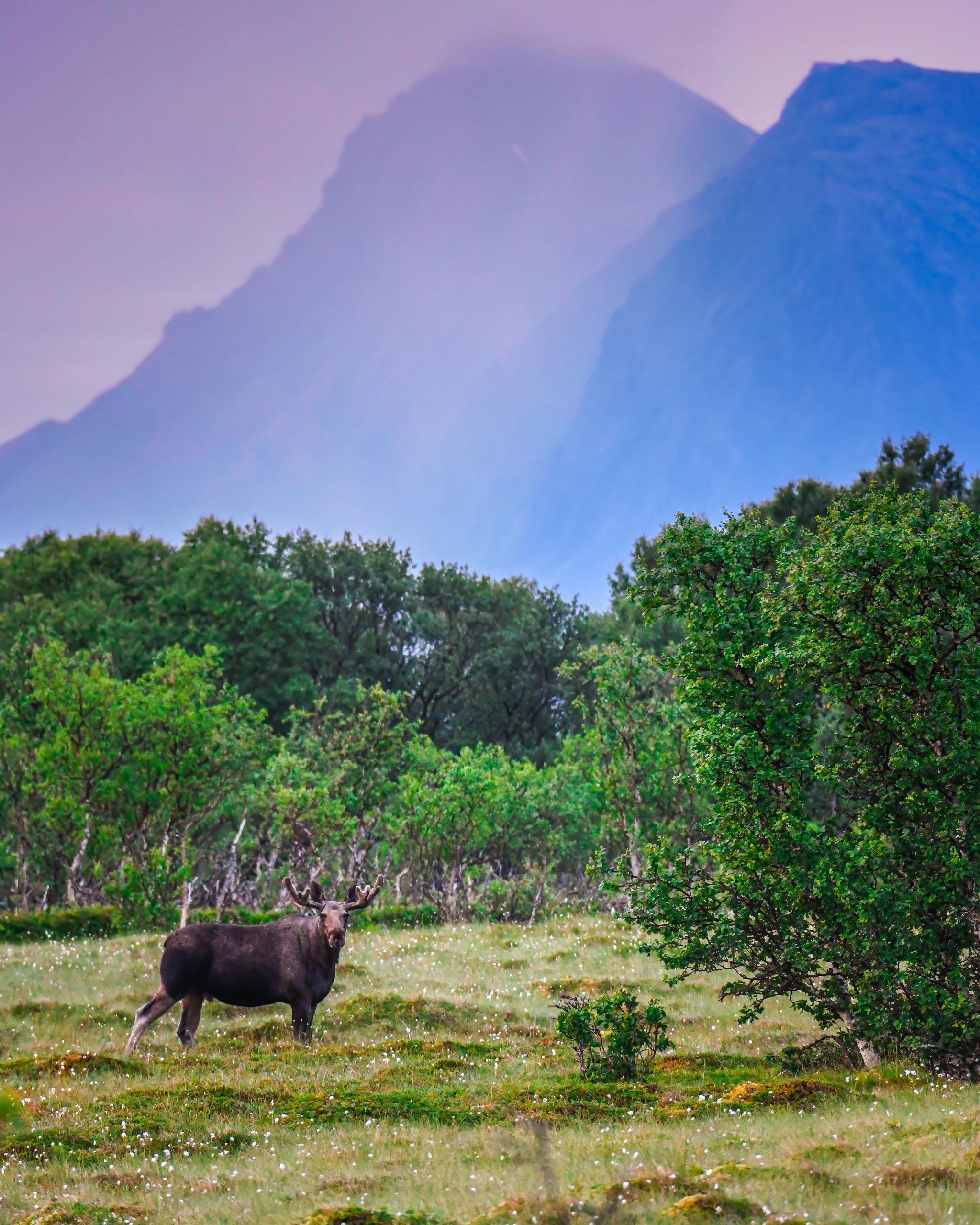 Moose on a flower field, in front of high mountain peaks in Vesterålen, Northern Norway