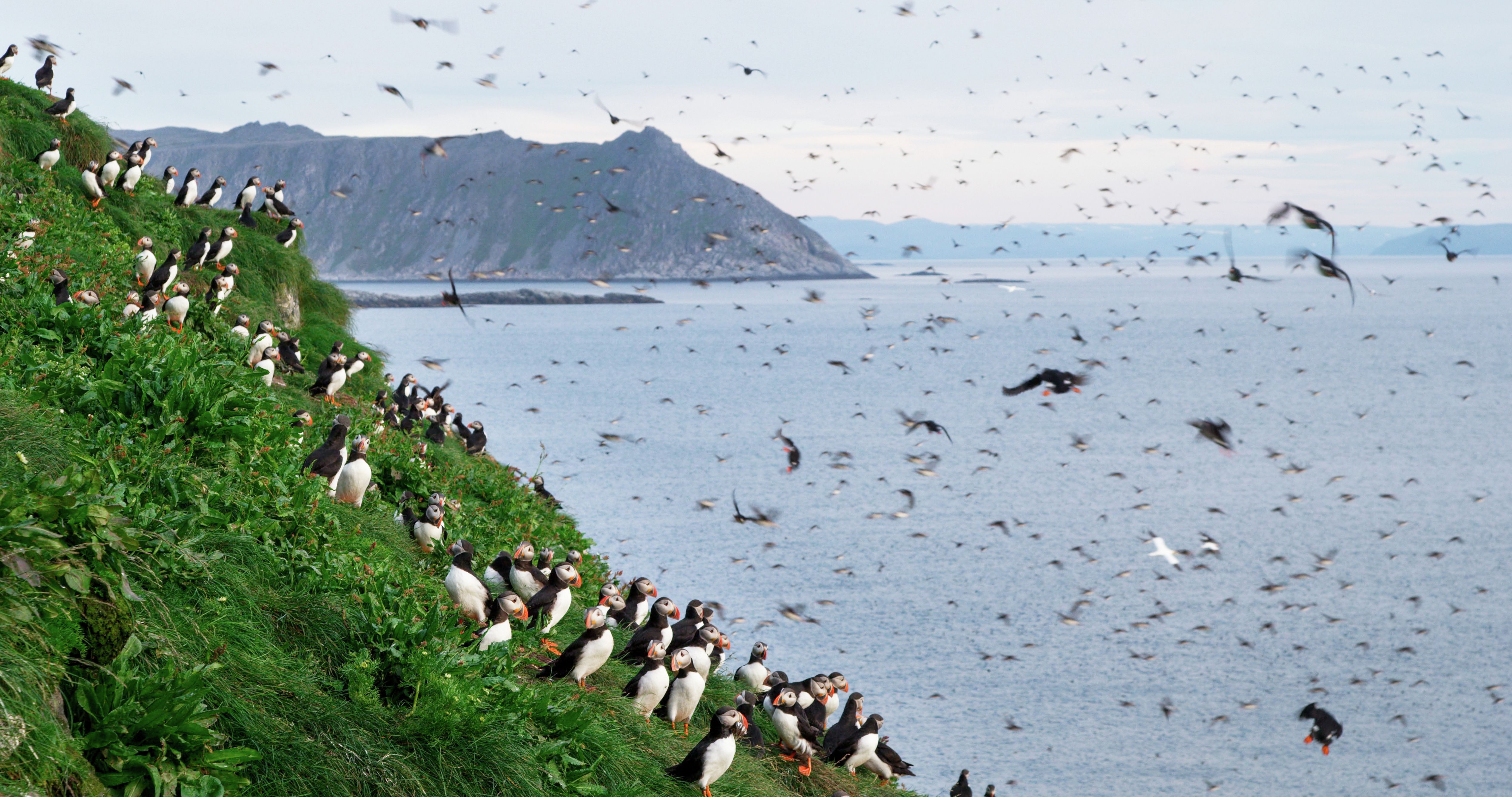 Macareux dans les falaises de nidation des îles de Gjesværstappan, commune de Nordkapp, en Norvège du Nord