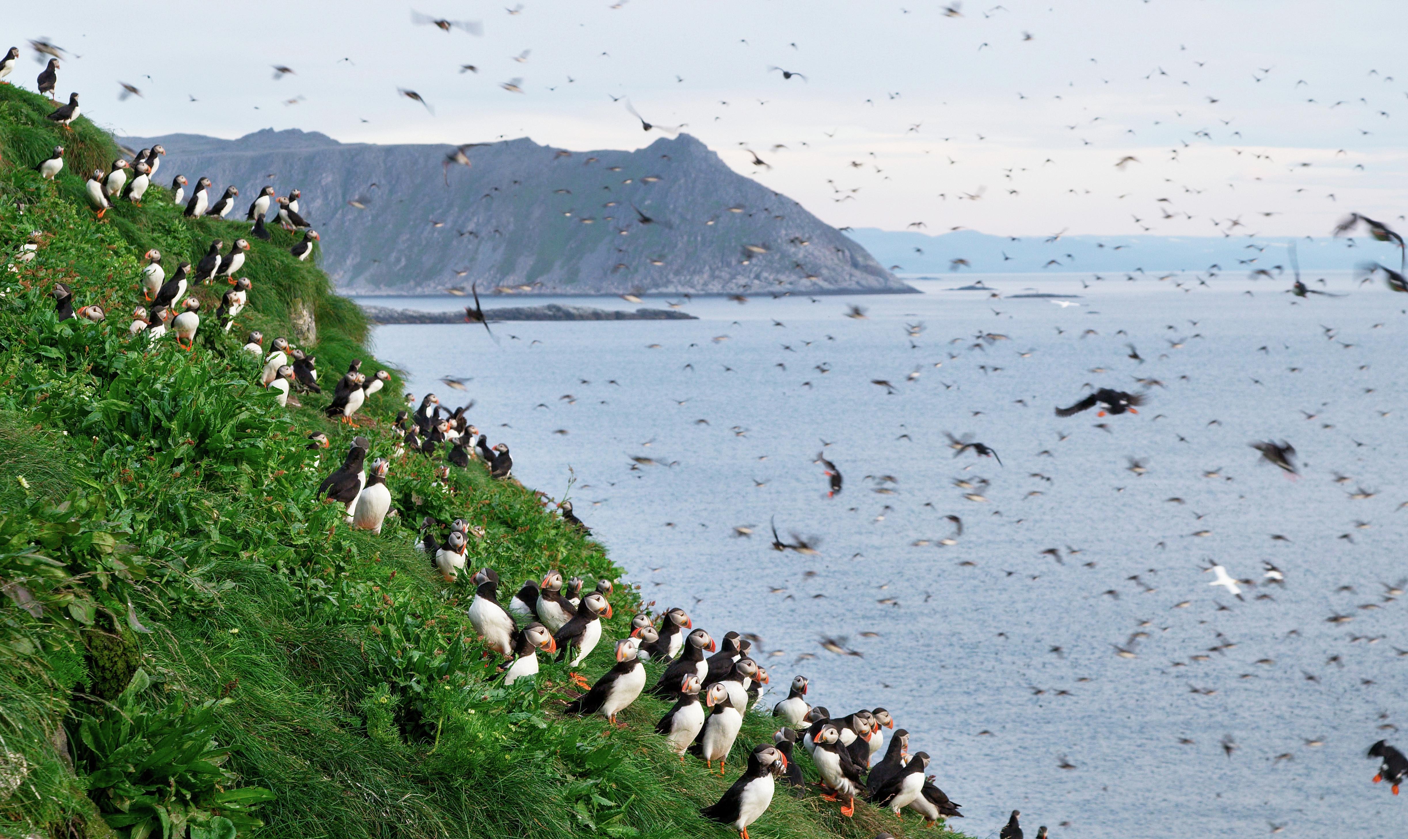 Macareux dans les falaises de nidation des îles de Gjesværstappan, commune de Nordkapp, en Norvège du Nord