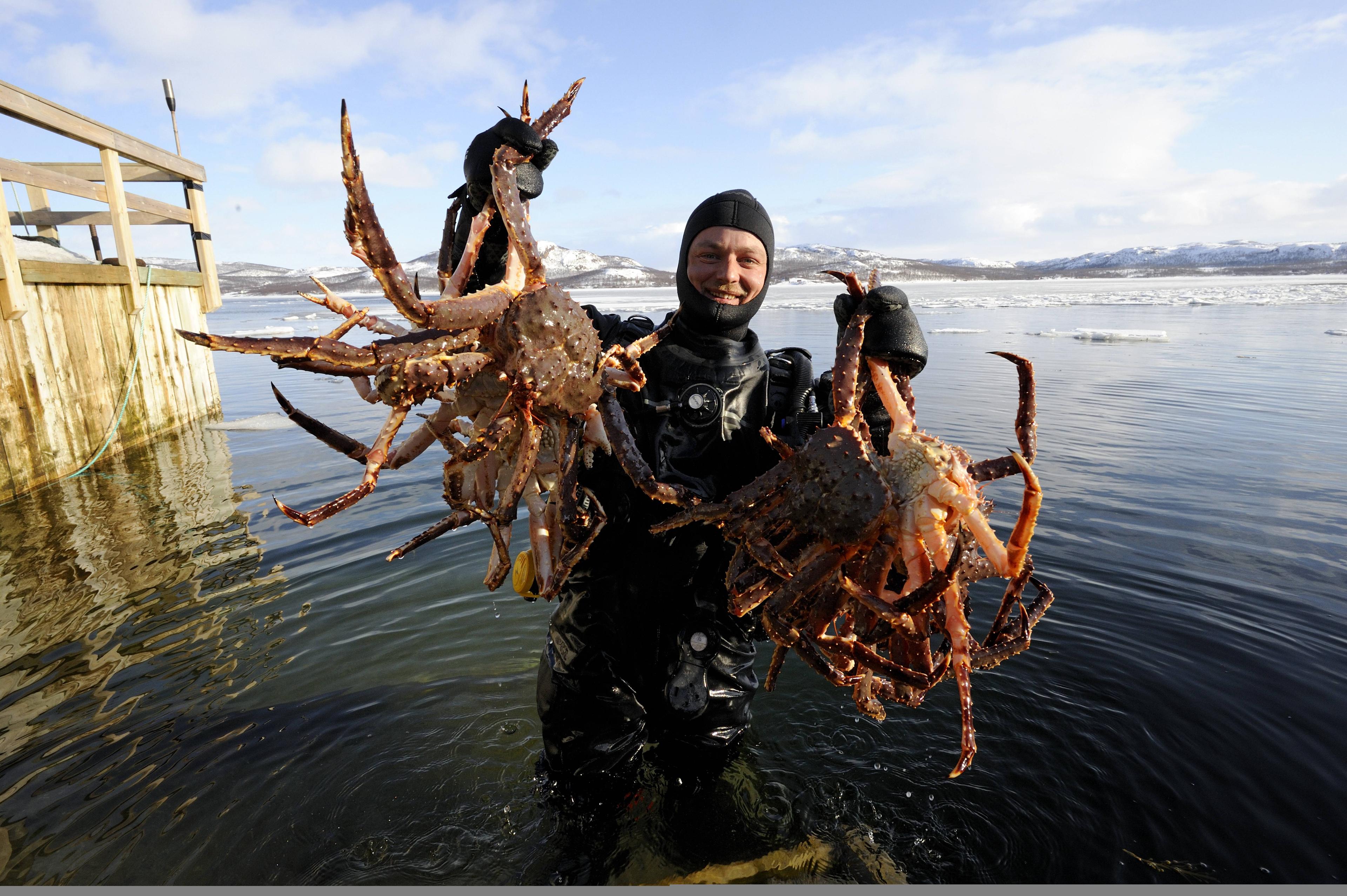 A man has caught king crabs