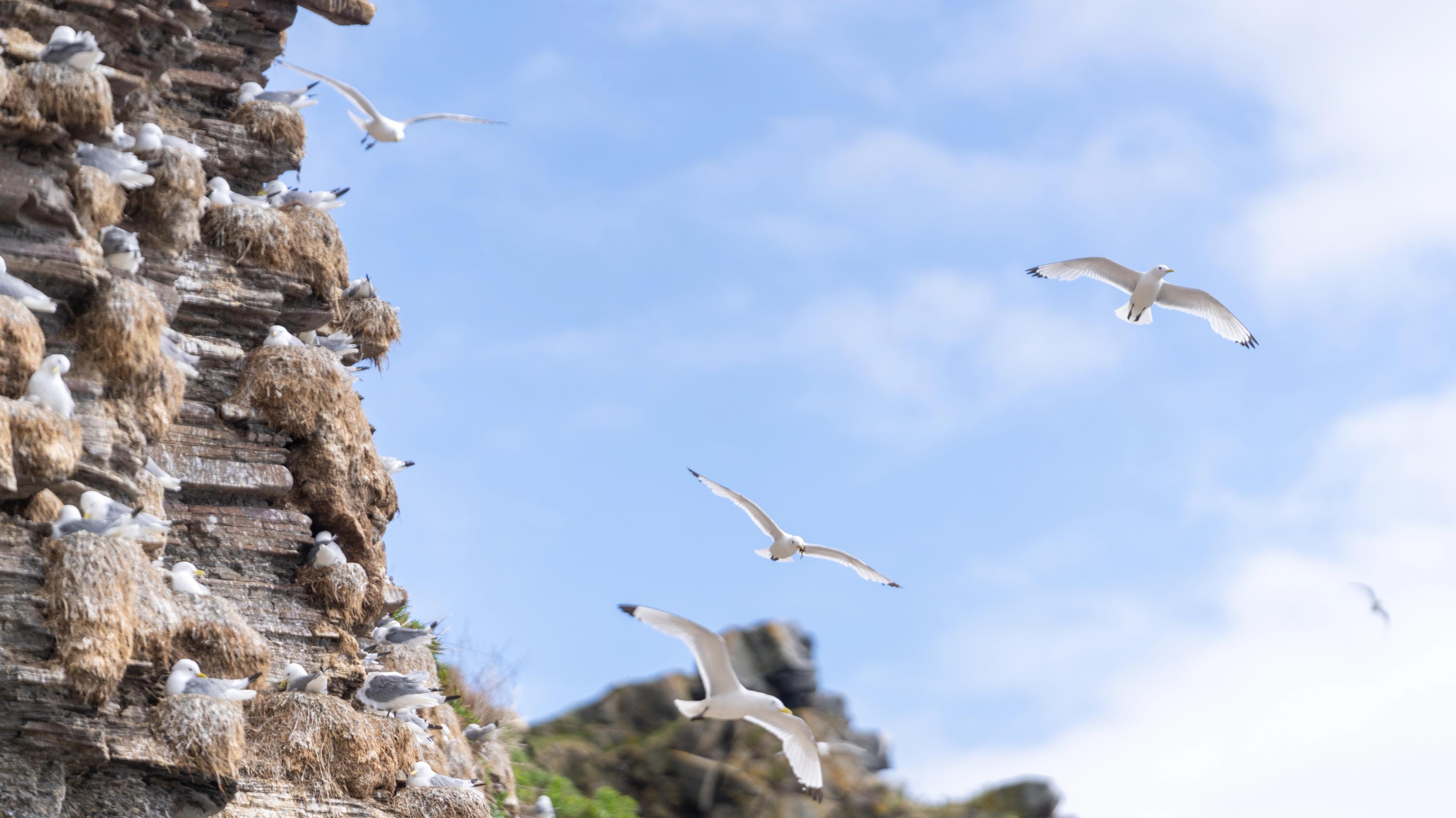 Seabirds in Varanger, Northern Norway