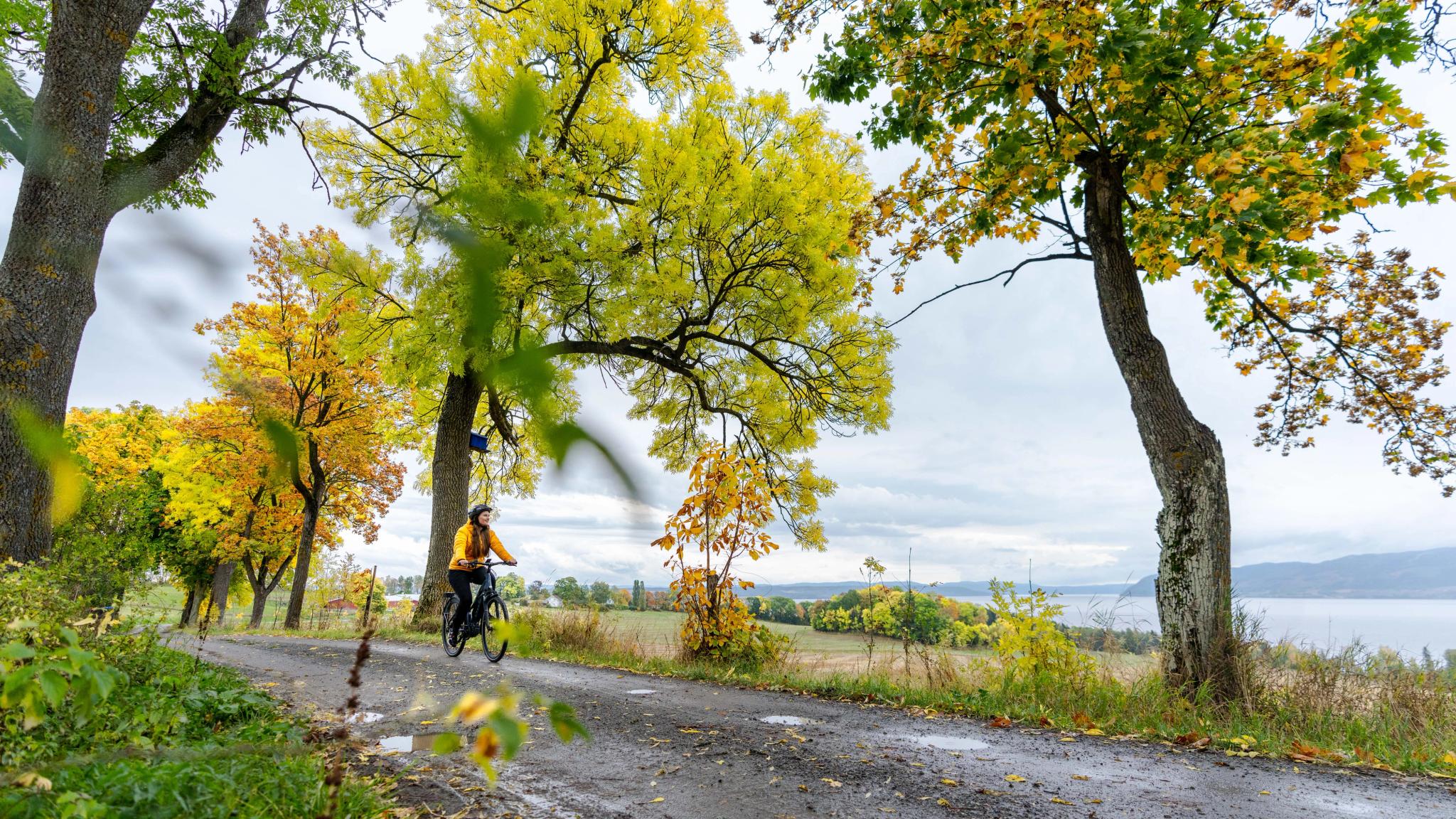 A women cycling at Nes and Helgøya by lake Mjøsa, Eastern Norway.