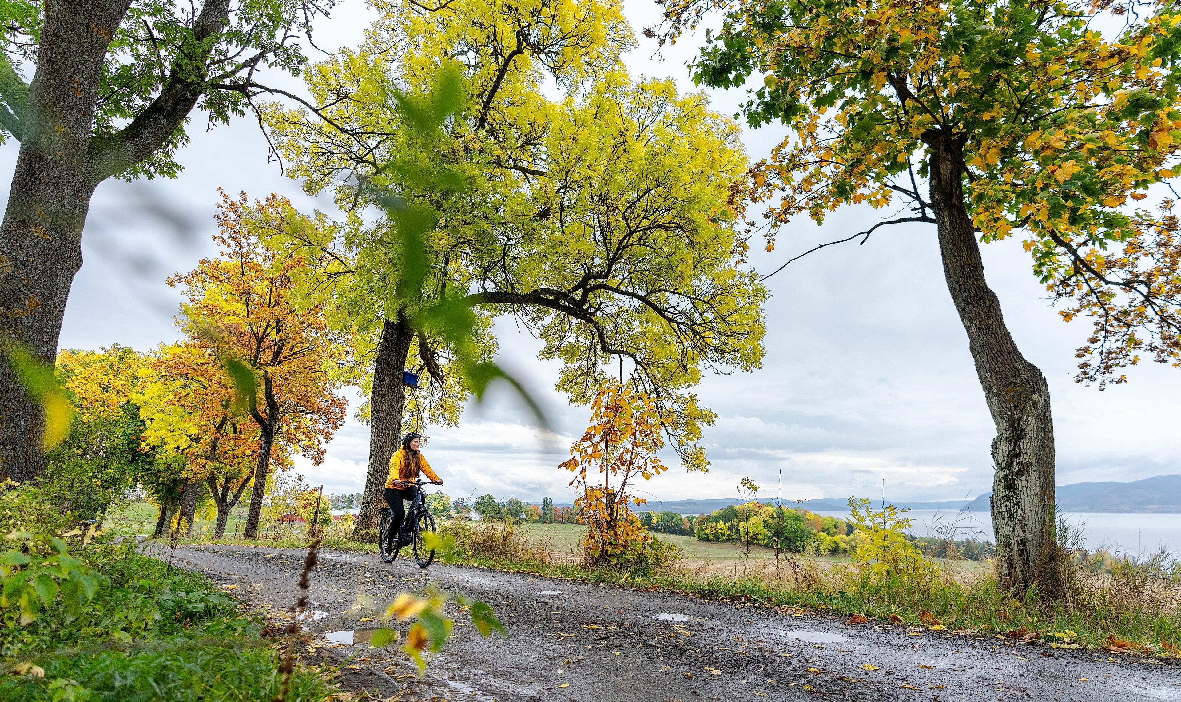 A women cycling at Nes and Helgøya by lake Mjøsa, Eastern Norway.