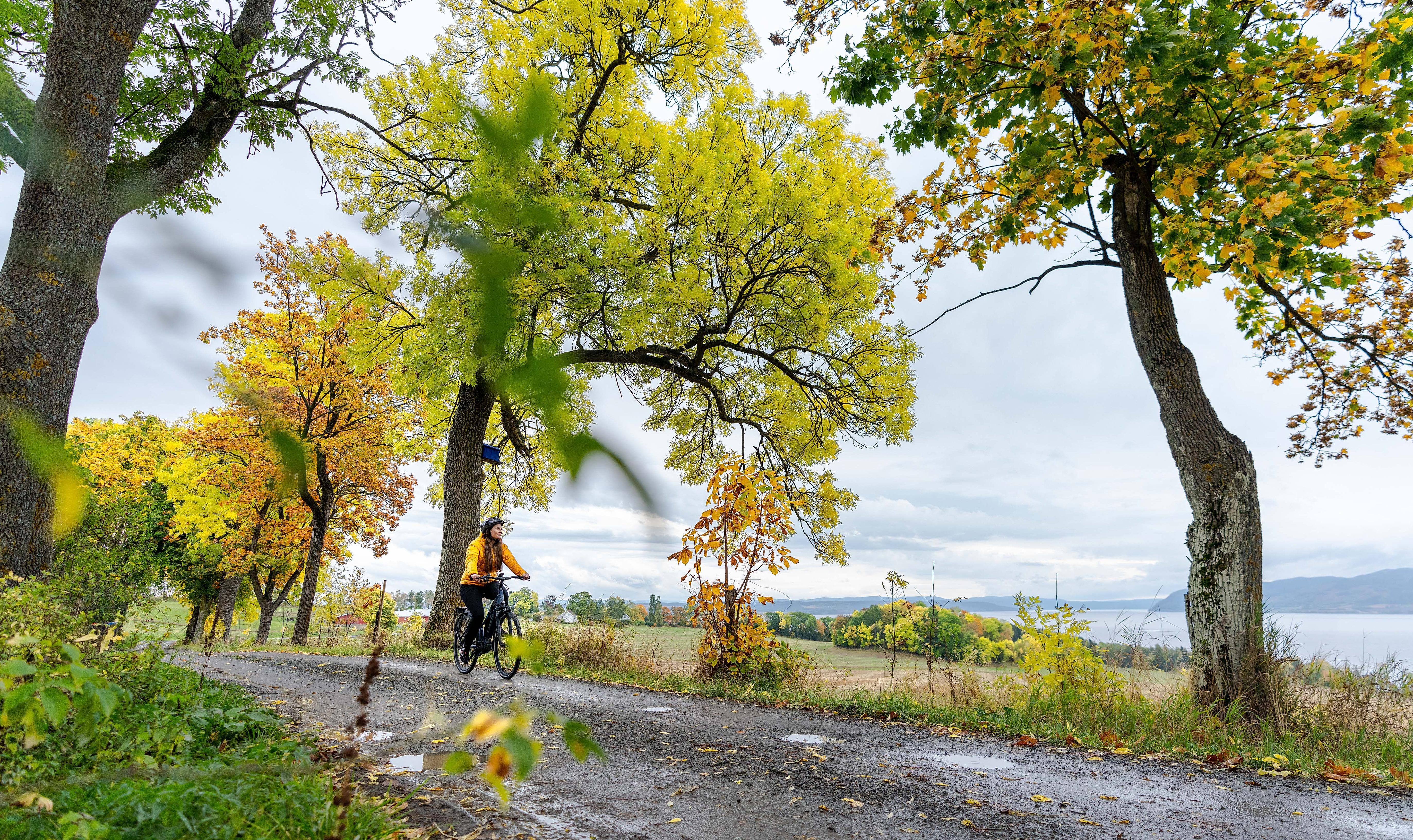 A women cycling at Nes and Helgøya by lake Mjøsa, Eastern Norway.