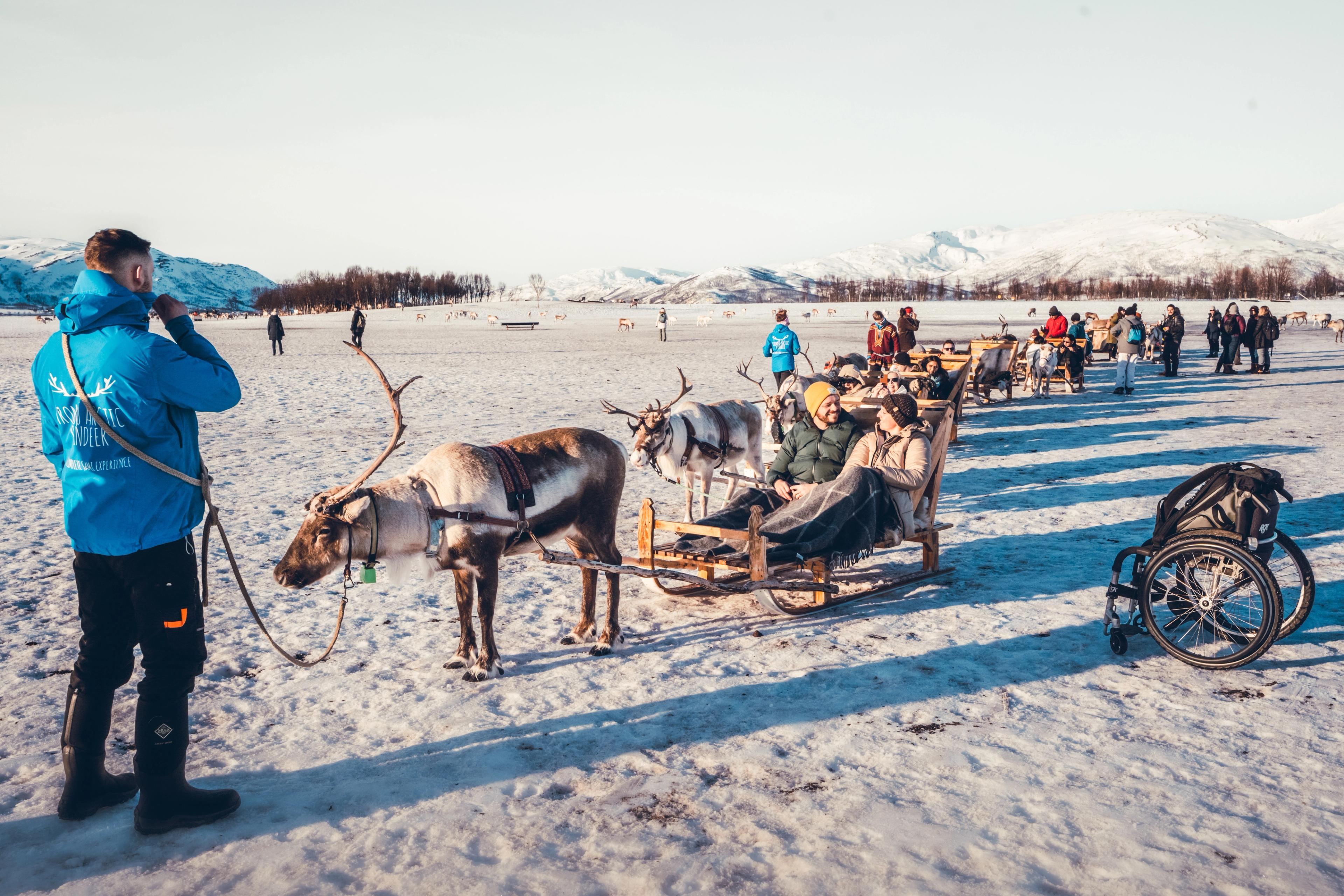 Reindeer in Tromsø, Northern Norway
