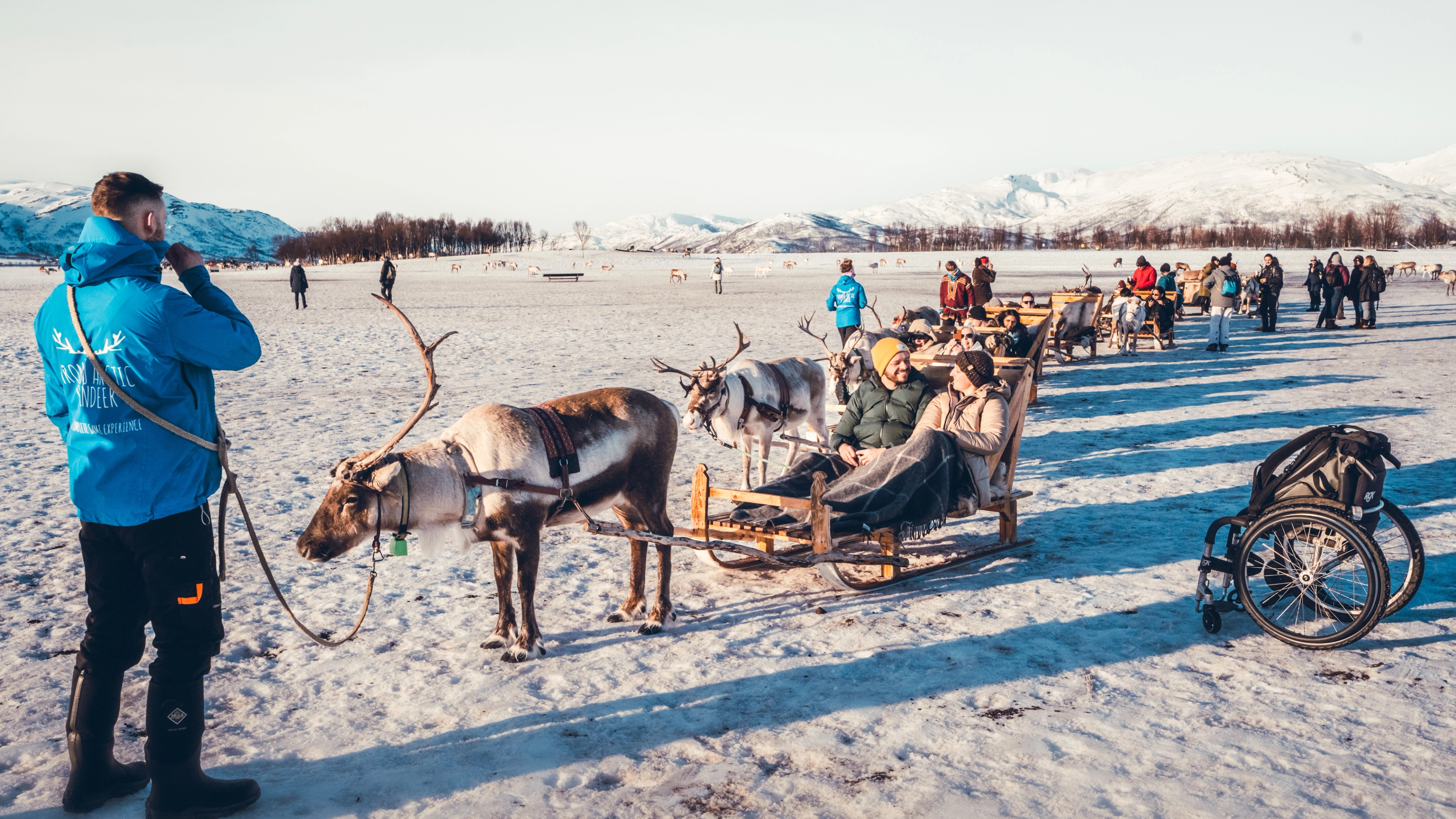 Reindeer in Tromsø, Northern Norway
