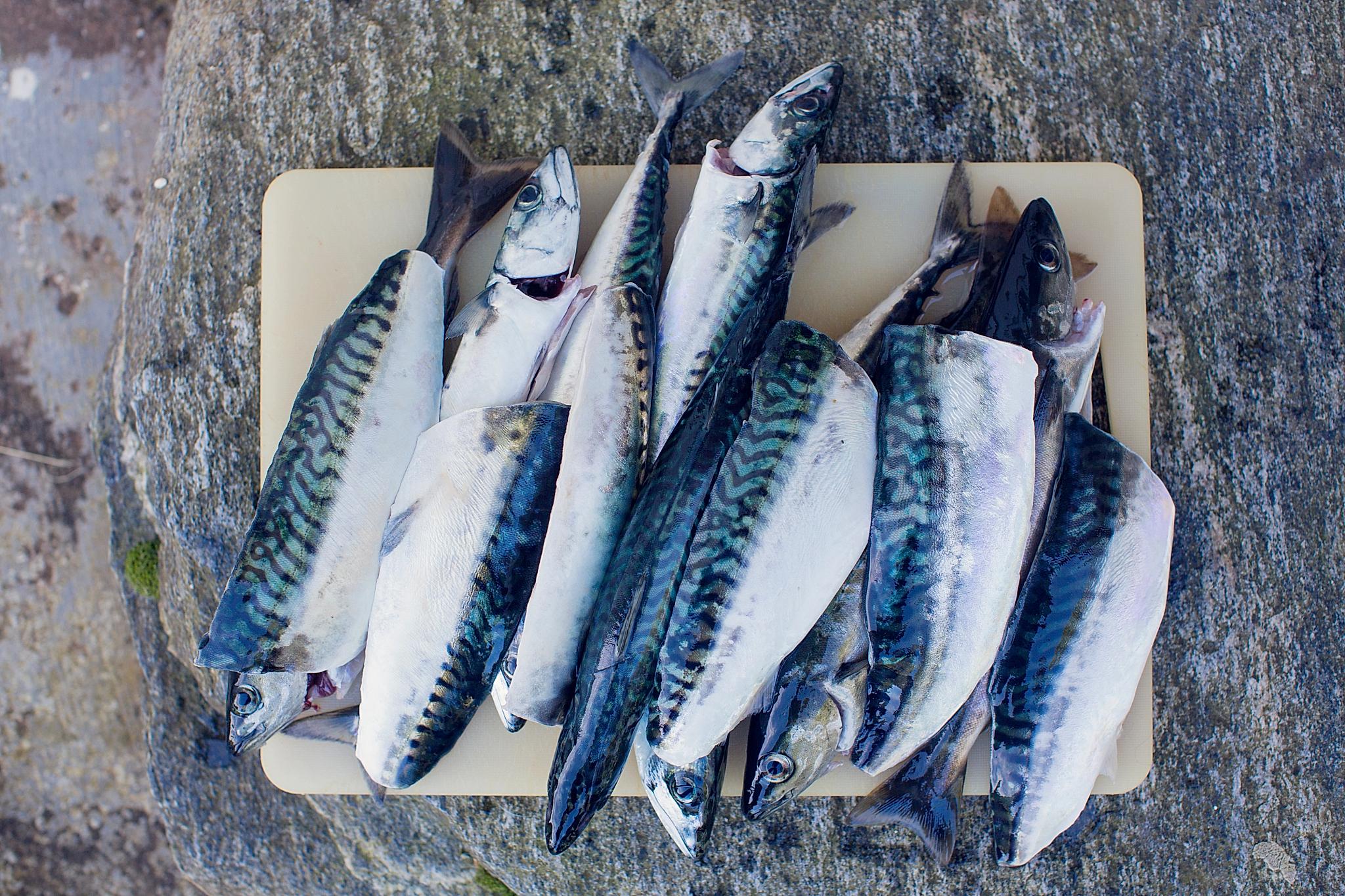 Fish caught from Atlanterhavsvegen in Northwest, Fjord Norway