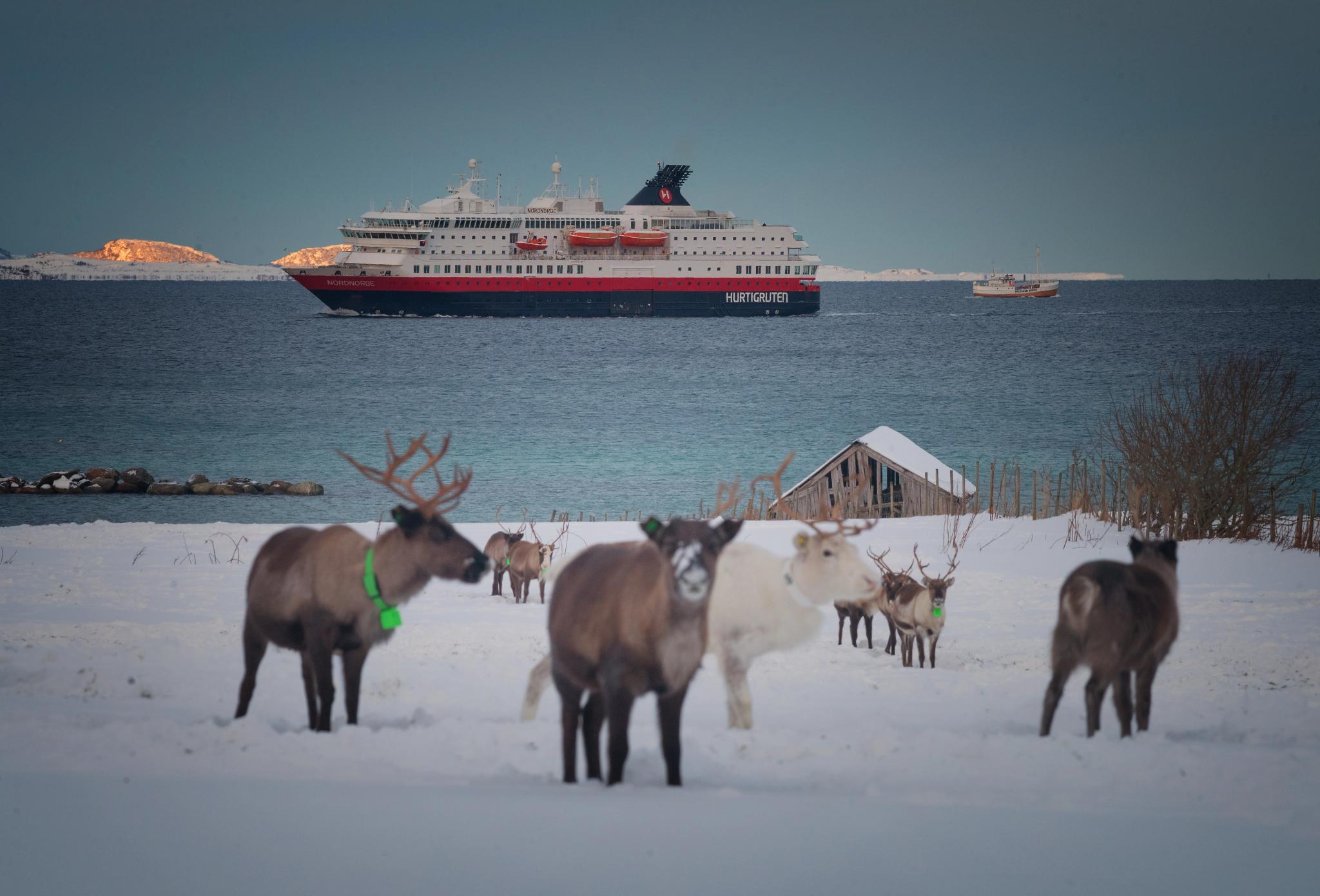 The Hurtigruten cruise in Northern Norway with reindeers in the front of the picture.