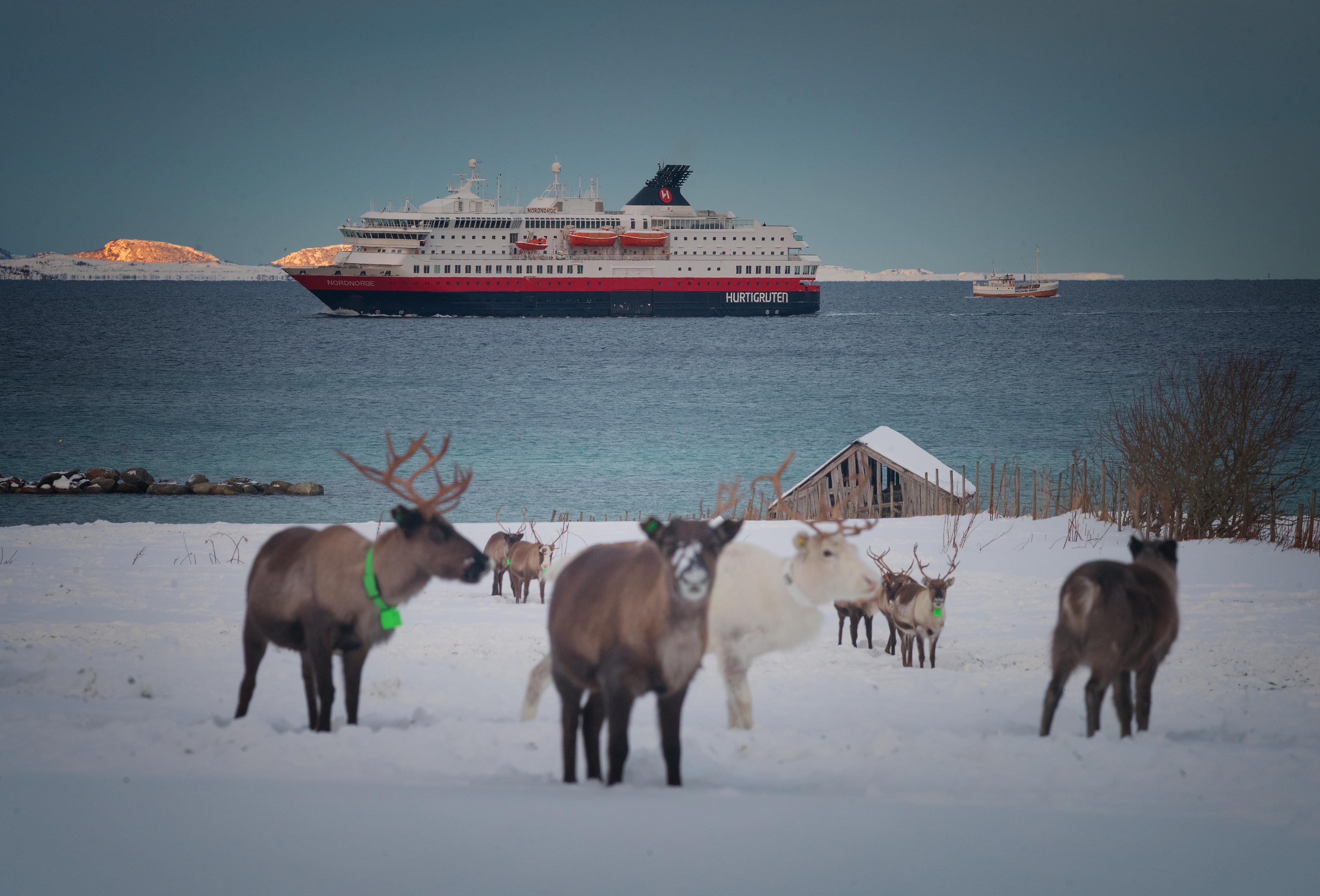 The Hurtigruten cruise in Northern Norway with reindeers in the front of the picture.