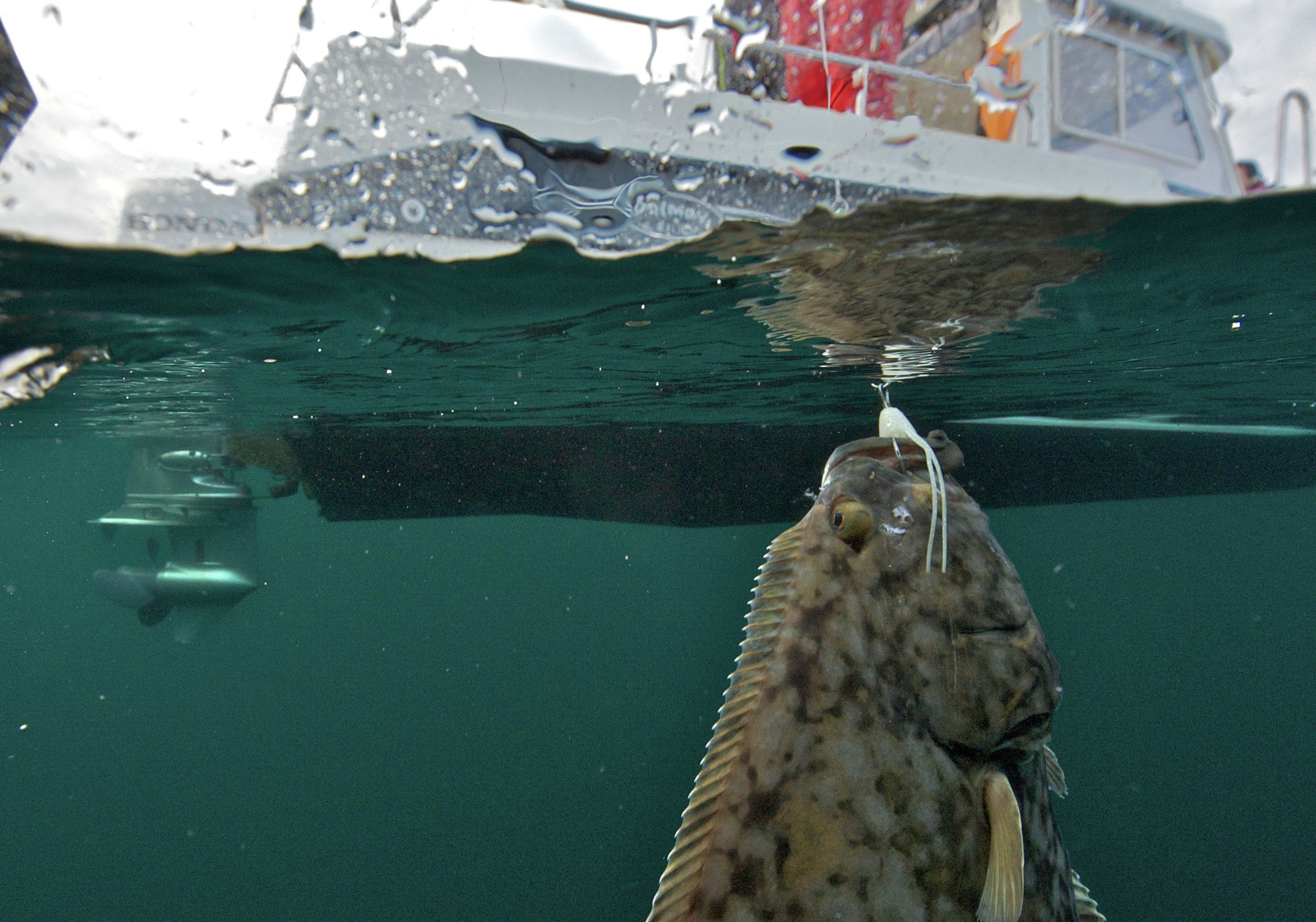 Big fish caught from boat