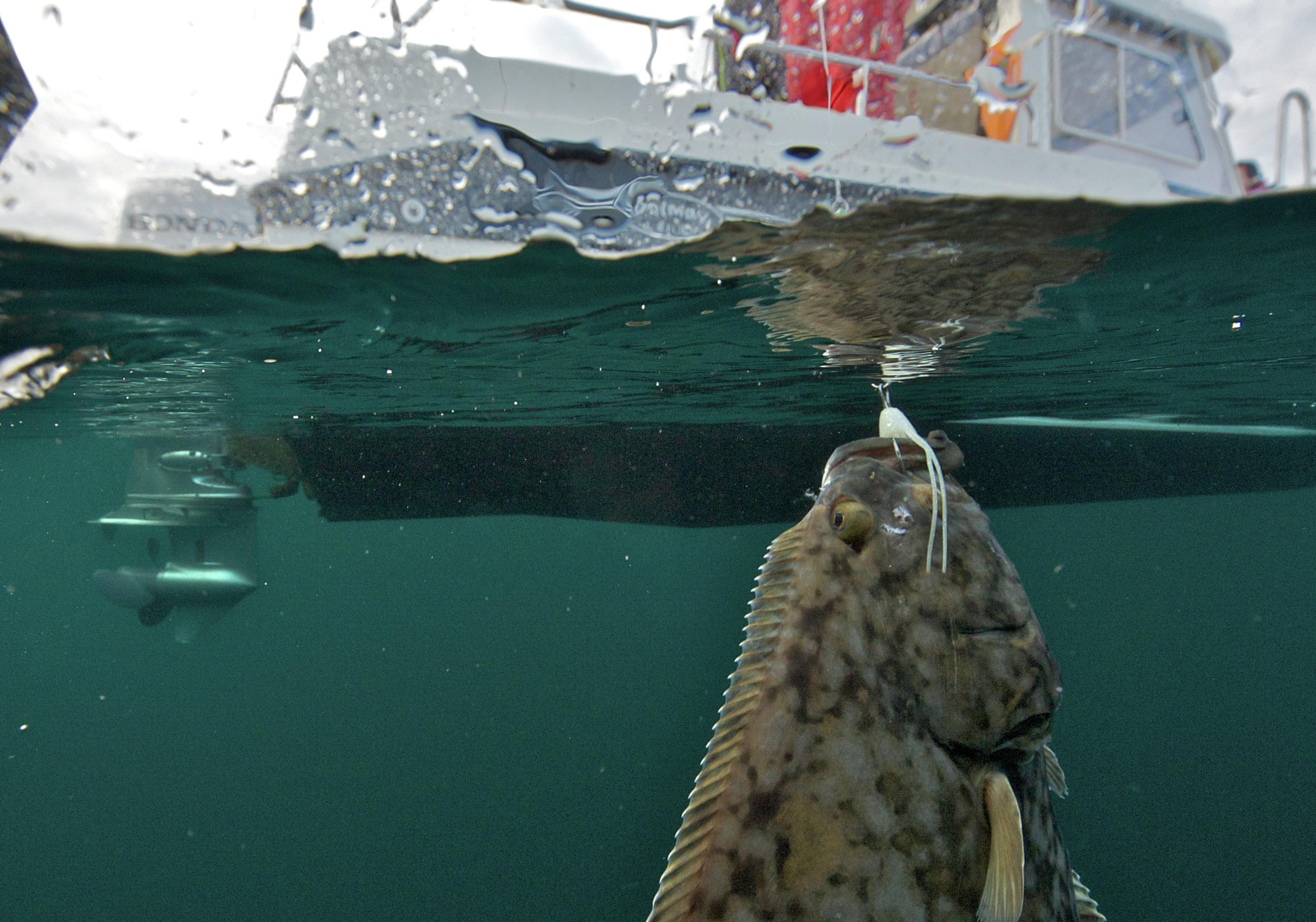 Big fish caught from boat