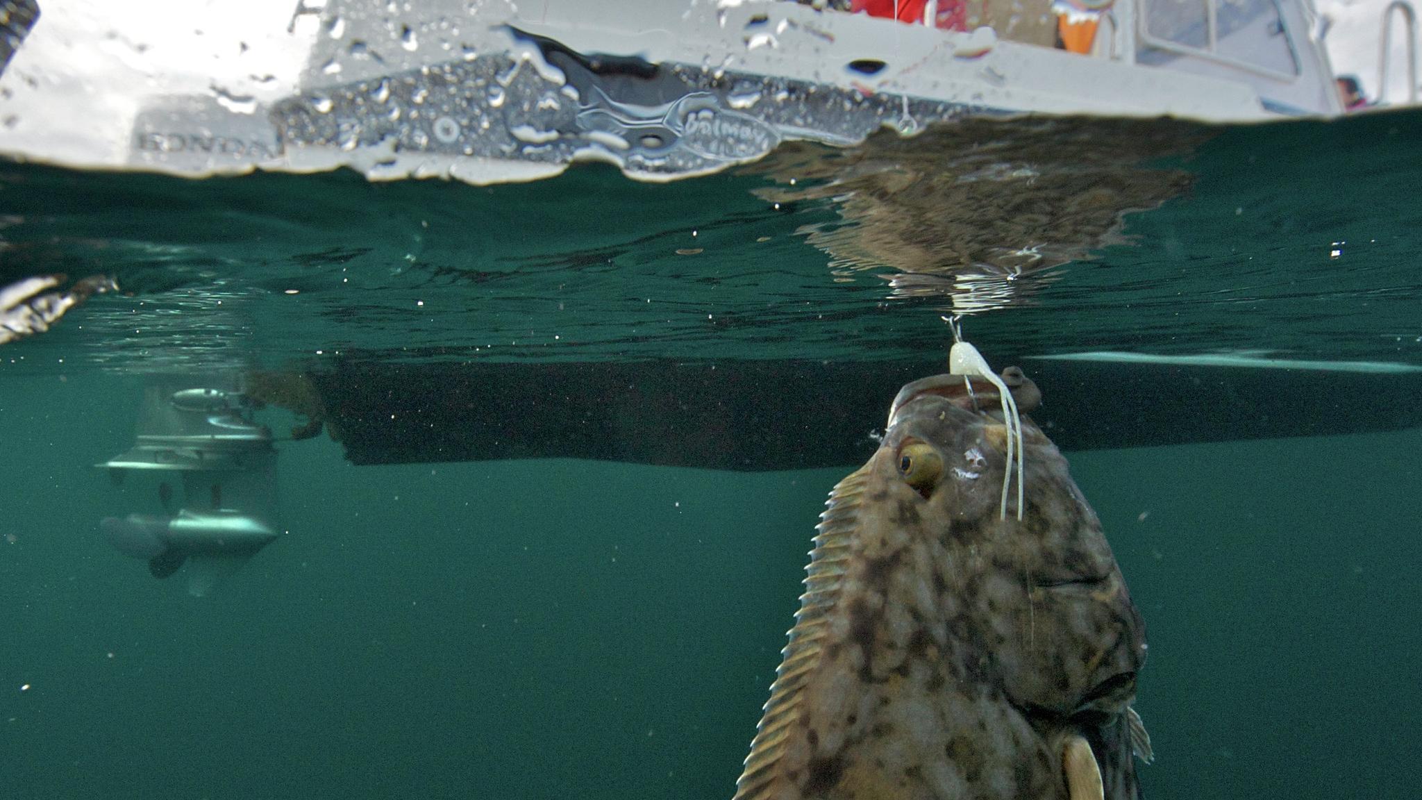 Big fish caught from boat